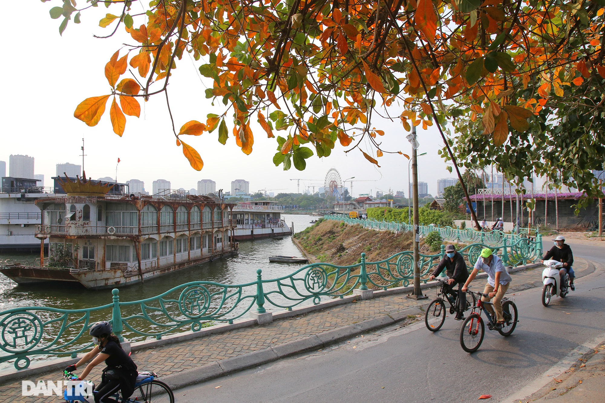 Hà Nội nhuộm vàng rực rỡ mùa cây thay lá - 12