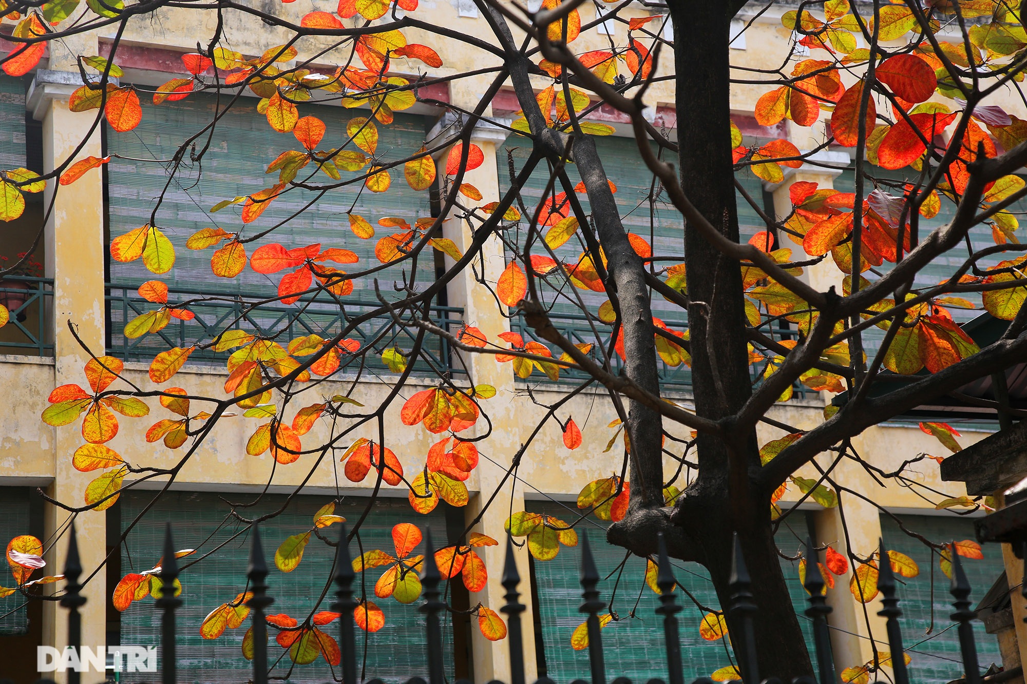 Hà Nội nhuộm vàng rực rỡ mùa cây thay lá - 8