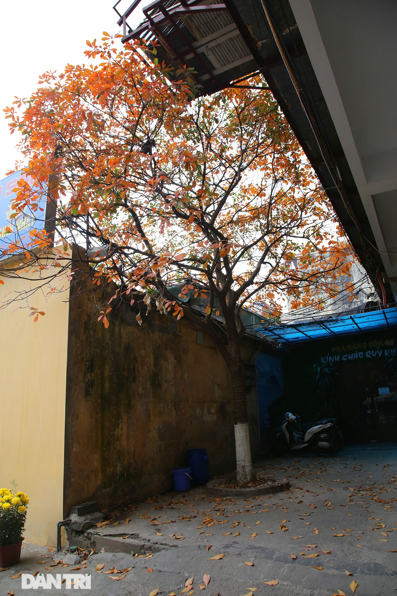 Hà Nội nhuộm vàng rực rỡ mùa cây thay lá - 9