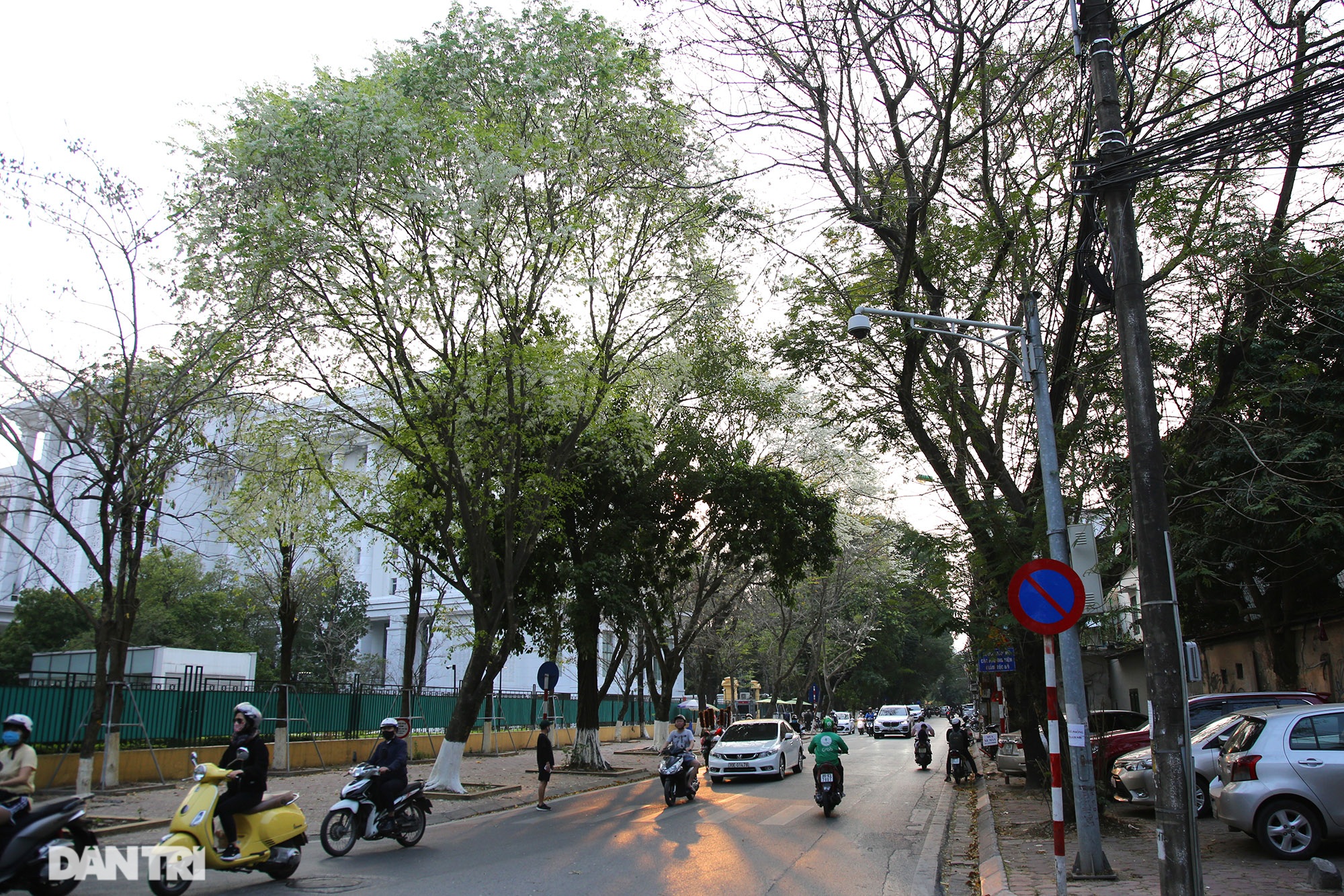 Hanoi is very beautiful in the season of pure white blooming flowers - 1