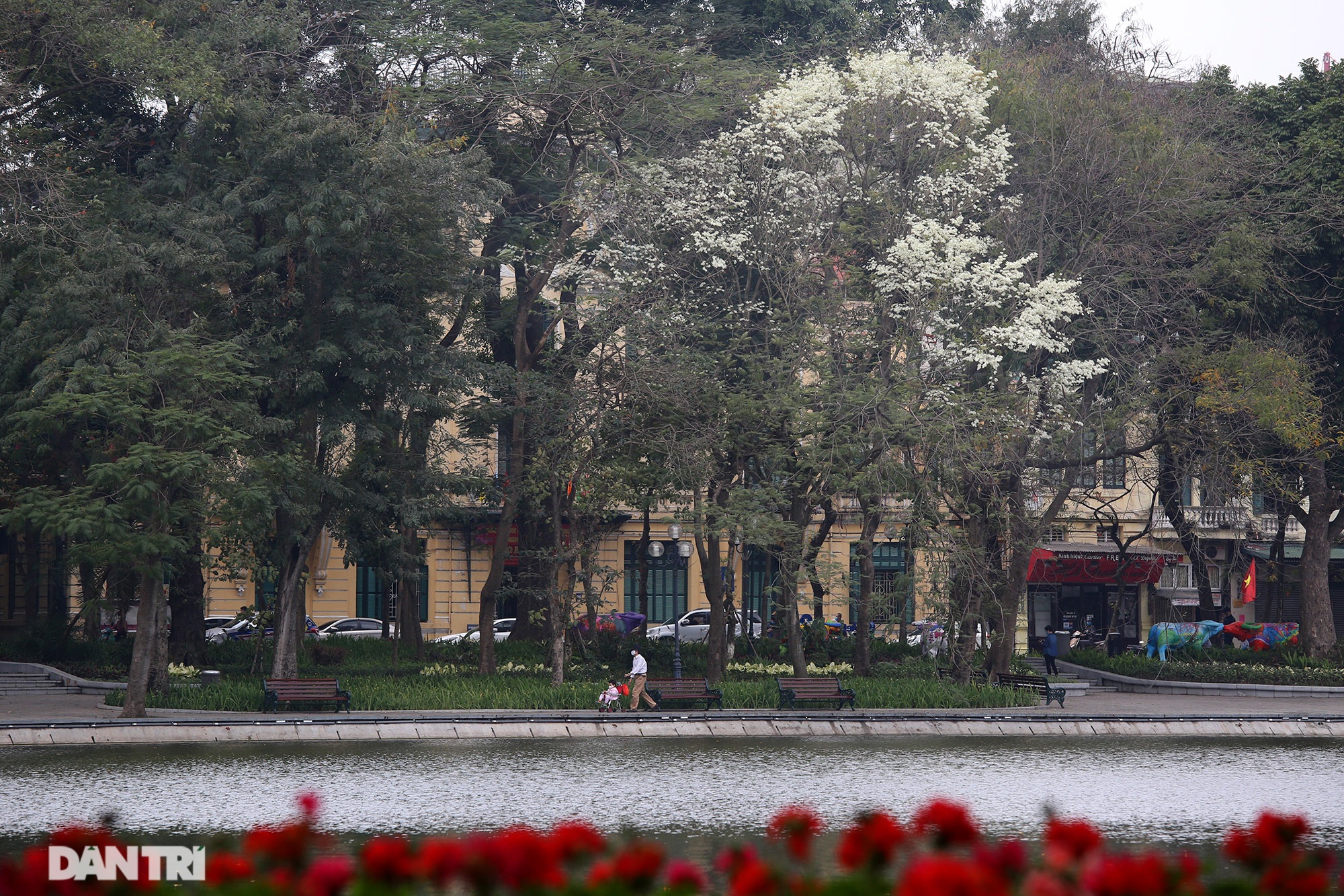 Hanoi is very beautiful in the season of pure white blooming flowers - 11