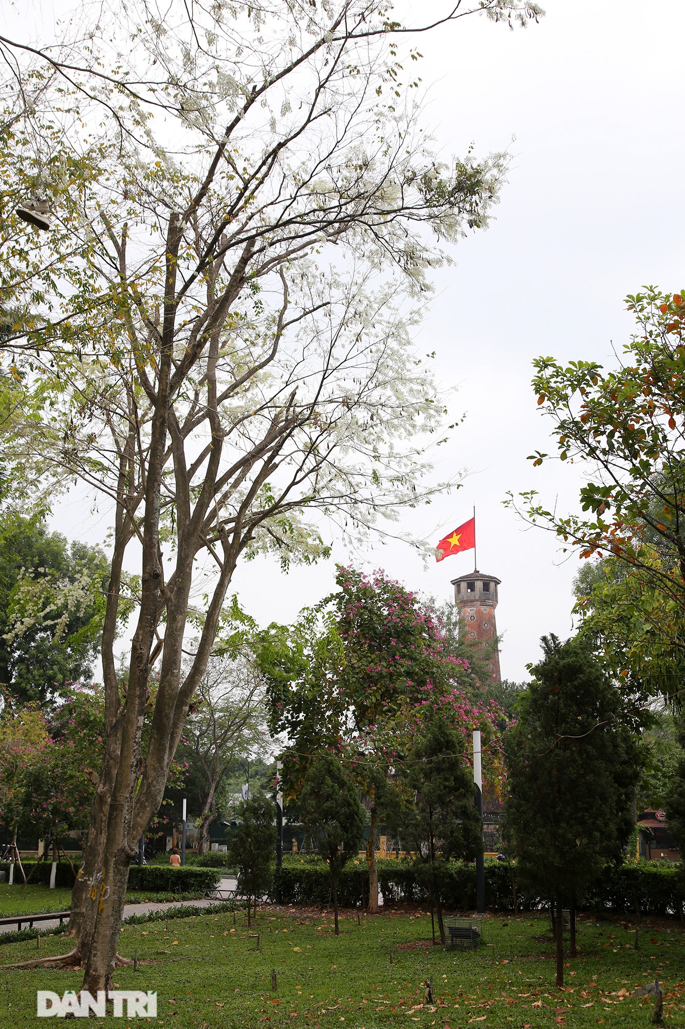 Hanoi is very beautiful in the season of pure white blooming flowers - 13