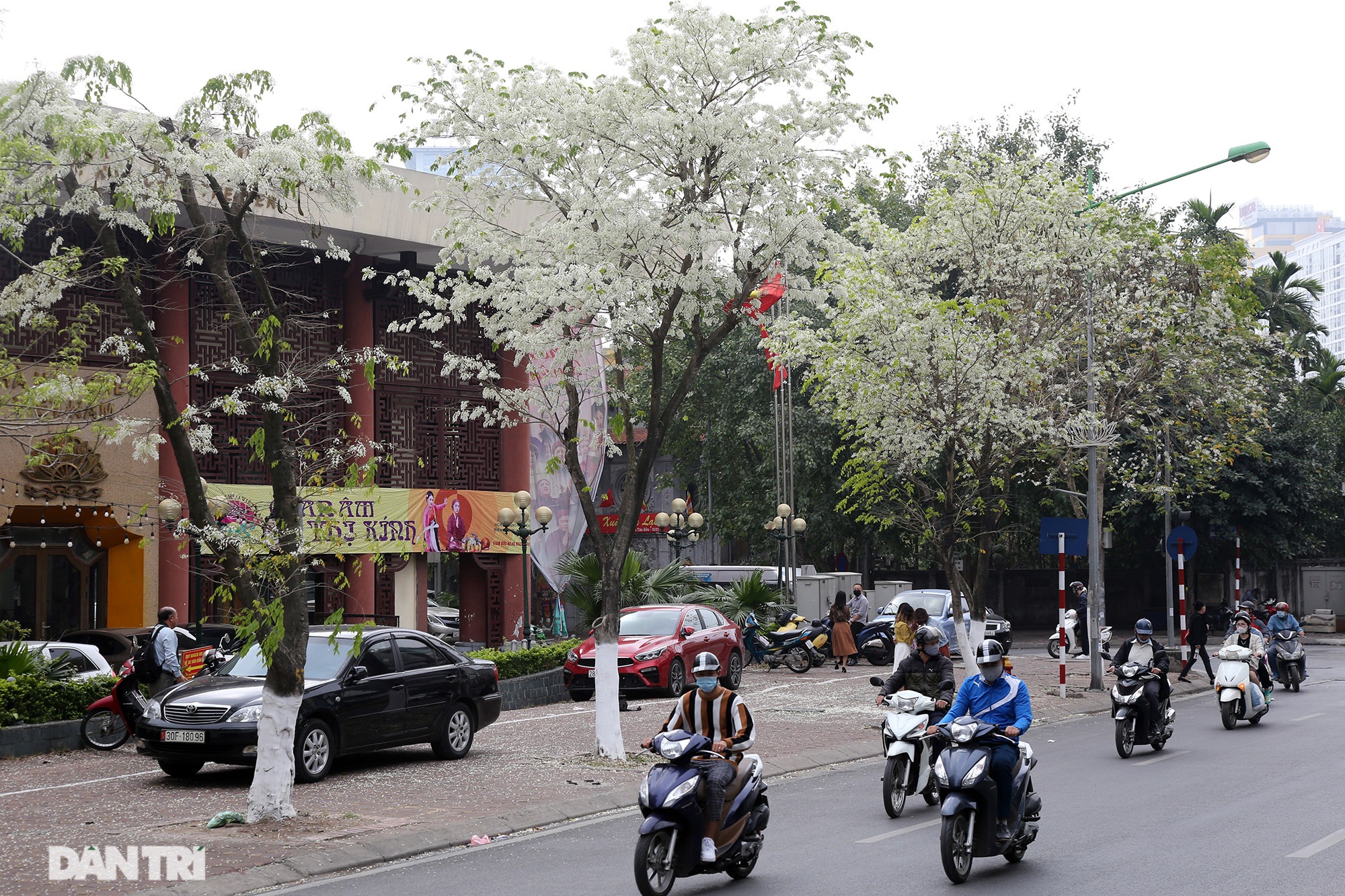 Hanoi is very beautiful in the season of pure white blooming flowers - 5