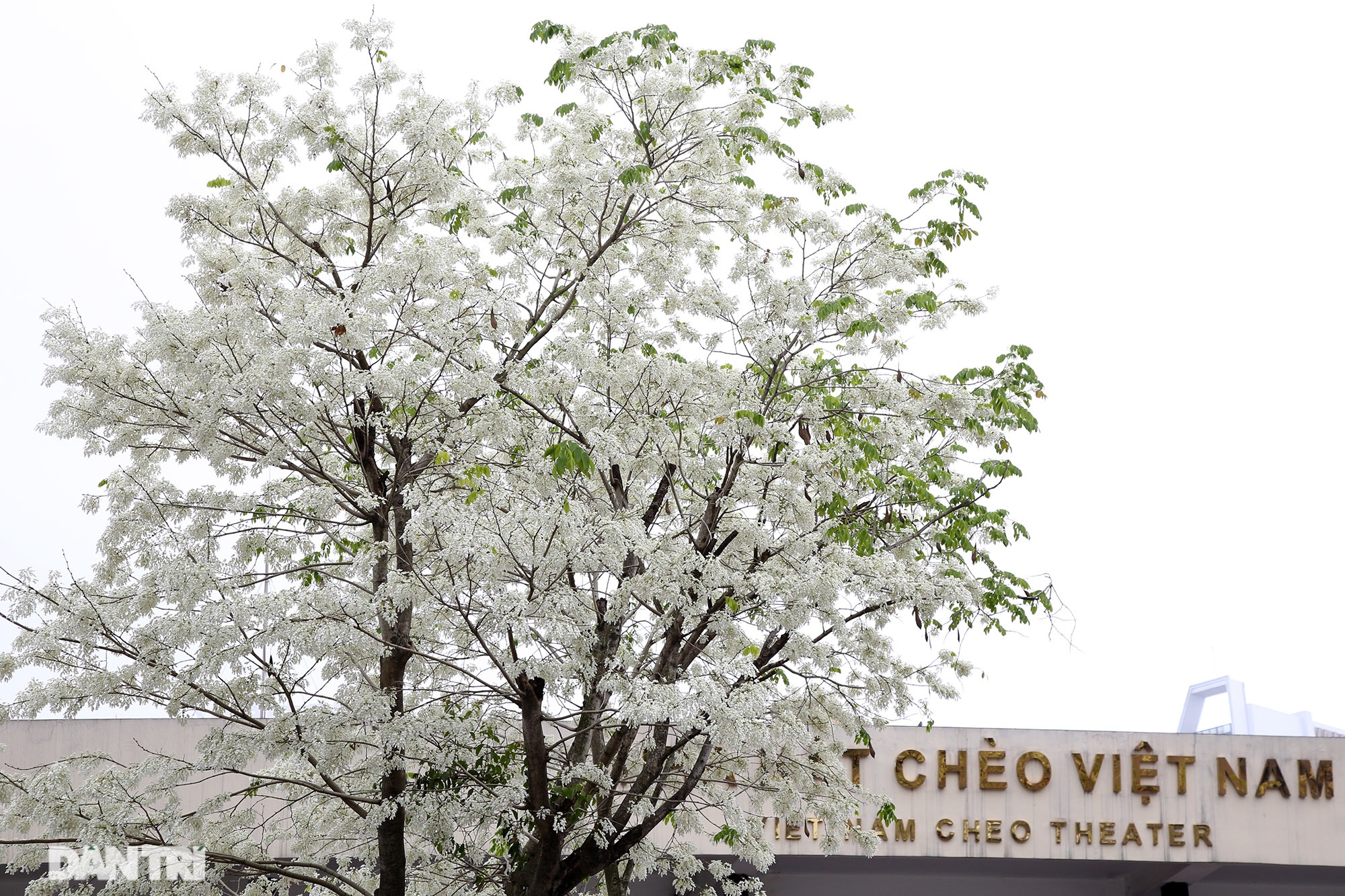 Hanoi is very beautiful in the season of pure white blooming flowers - 7