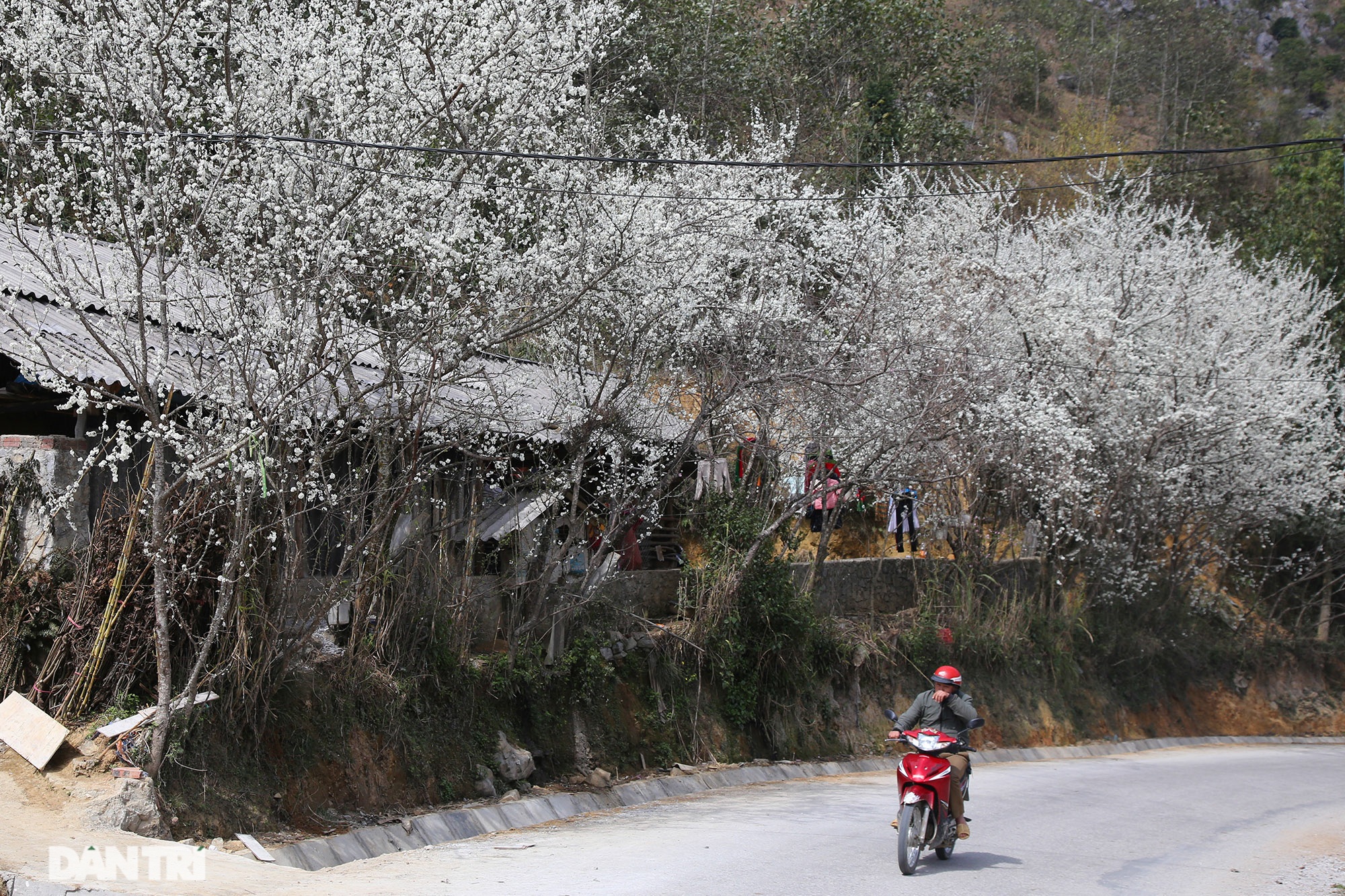 Cherry blossoms and plums bloom all the way on Dong Van rocky plateau - 1