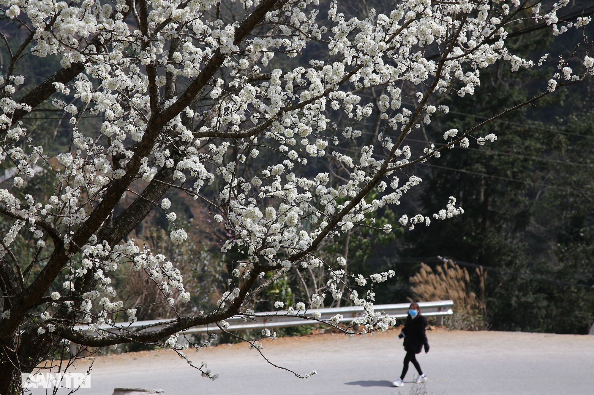 Cherry blossoms and plums bloom all the way on Dong Van rocky plateau - 11