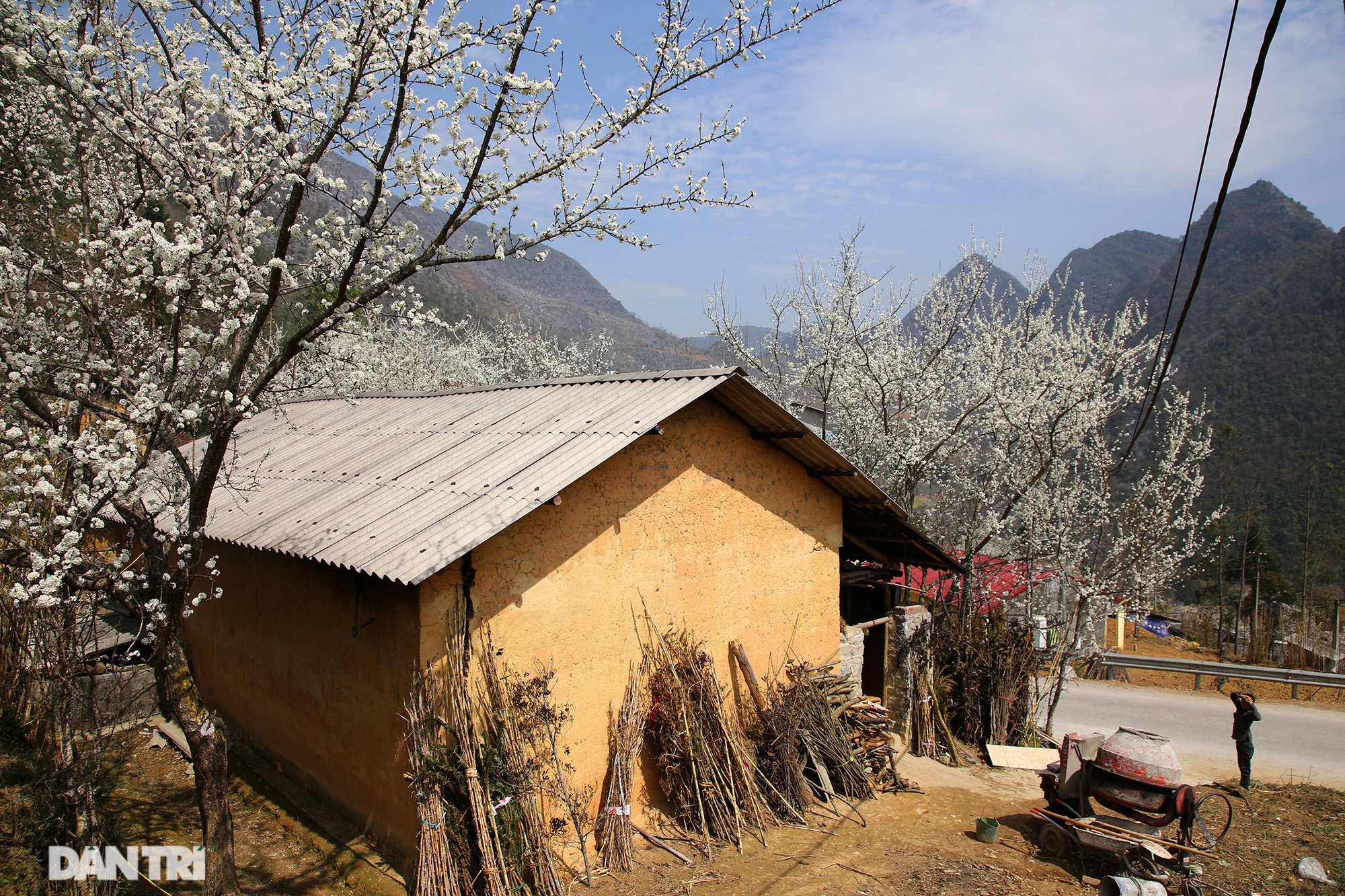 Cherry blossoms and plums bloom all the way on Dong Van rocky plateau - 2