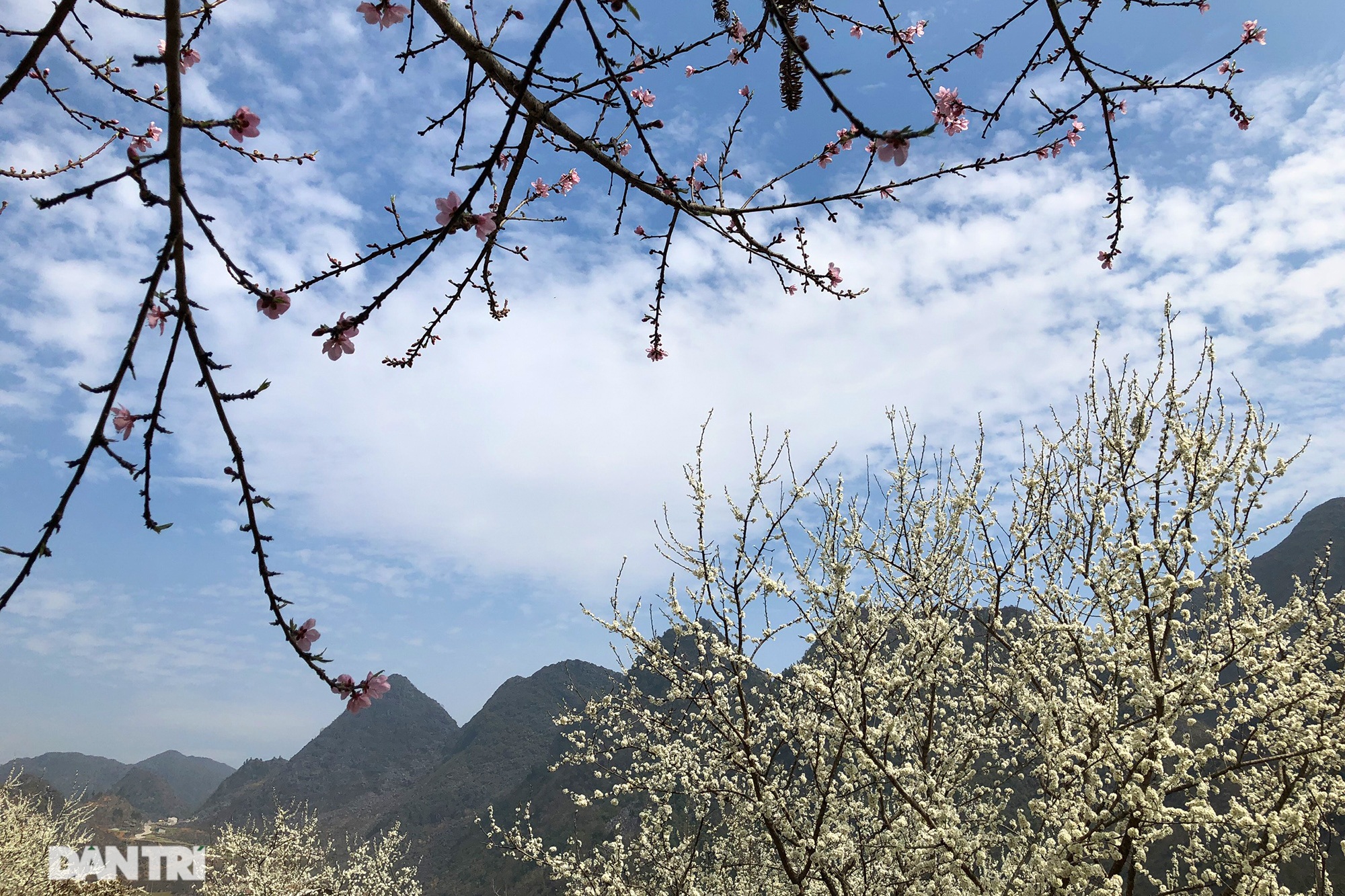 Cherry blossoms and plums bloom all the way on Dong Van rocky plateau - 3