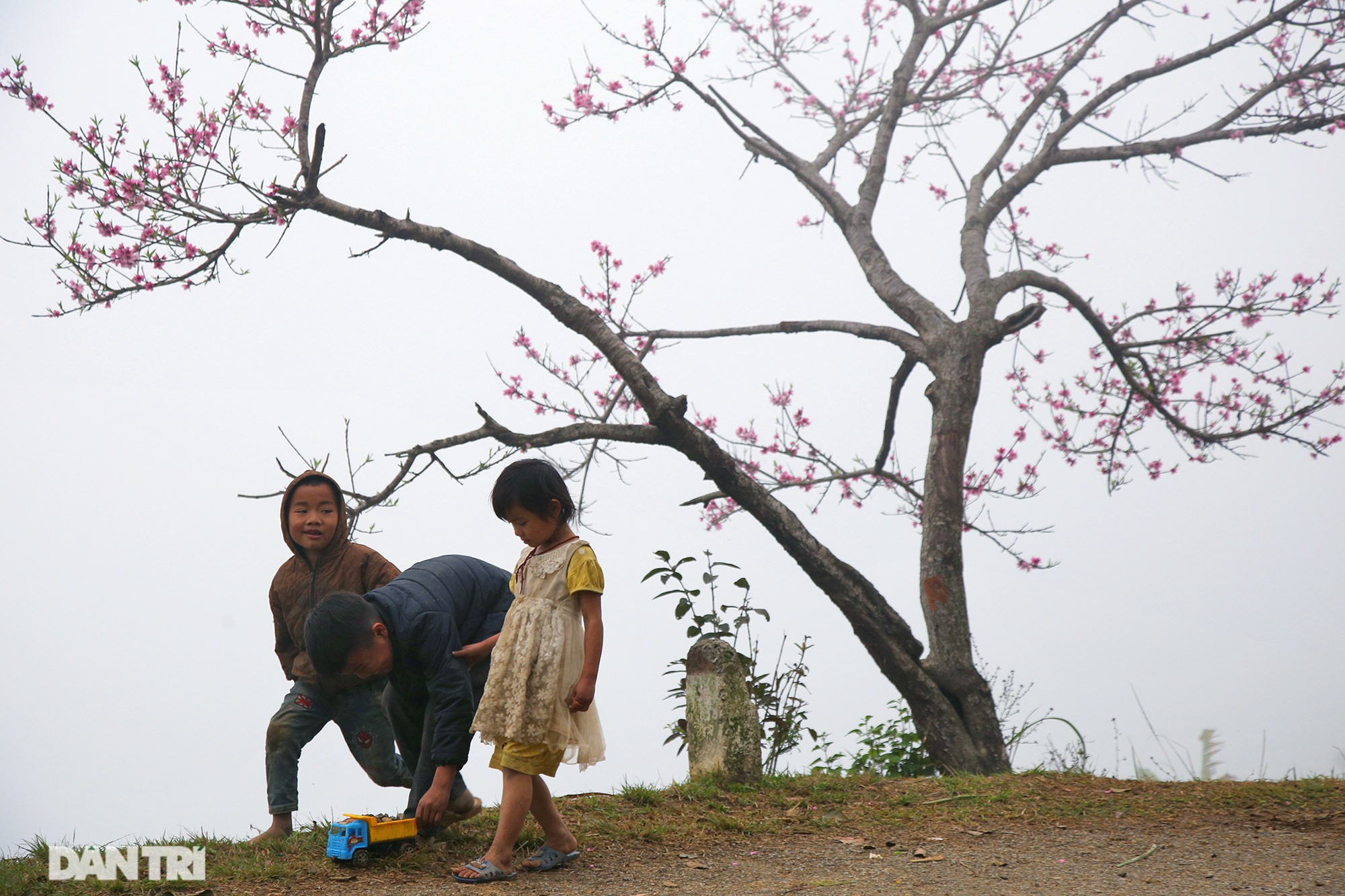 Cherry blossoms and plums bloom all the way on Dong Van rocky plateau - 5