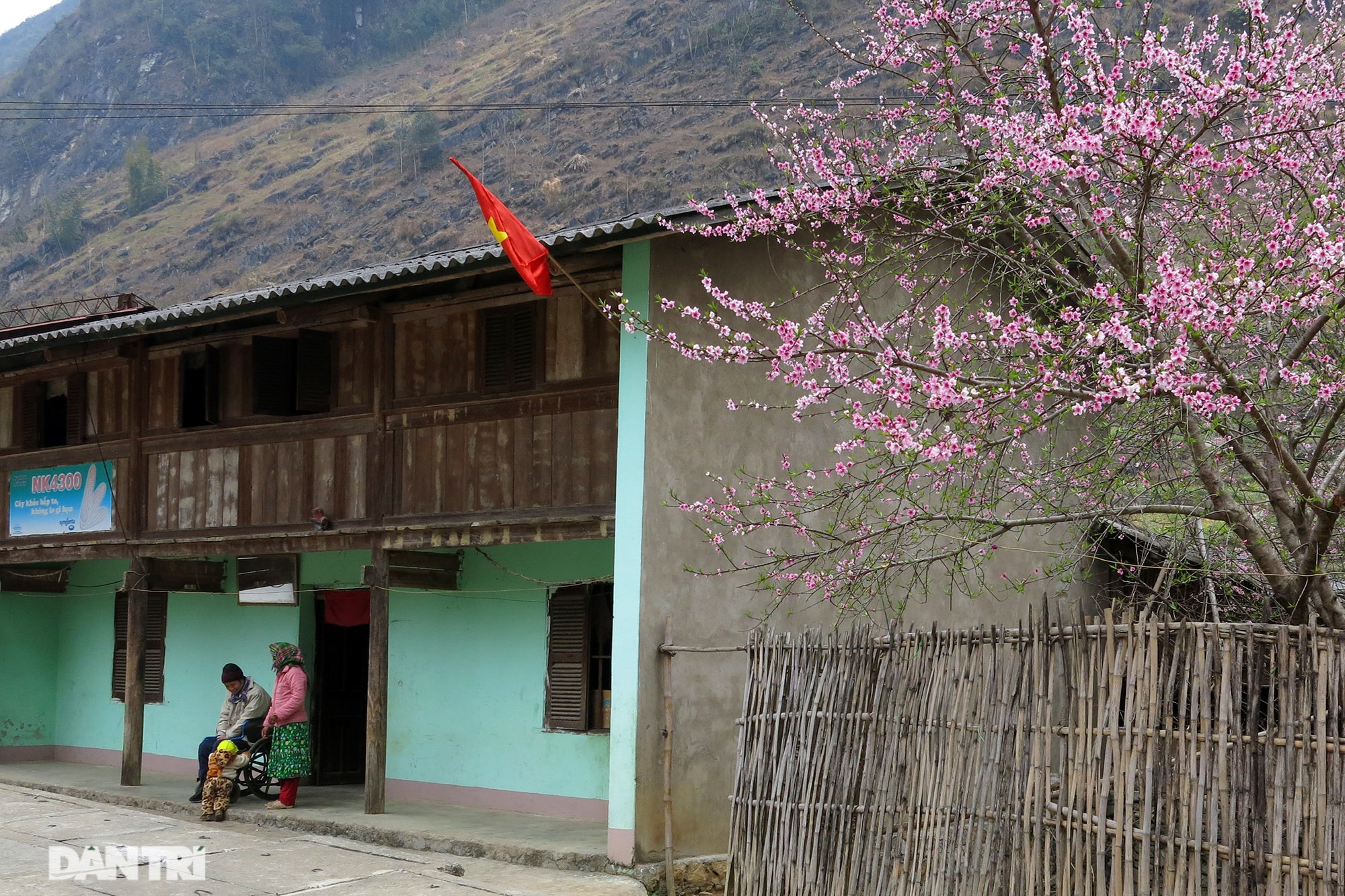 Cherry blossoms and plums bloom all the way on Dong Van rocky plateau - 4