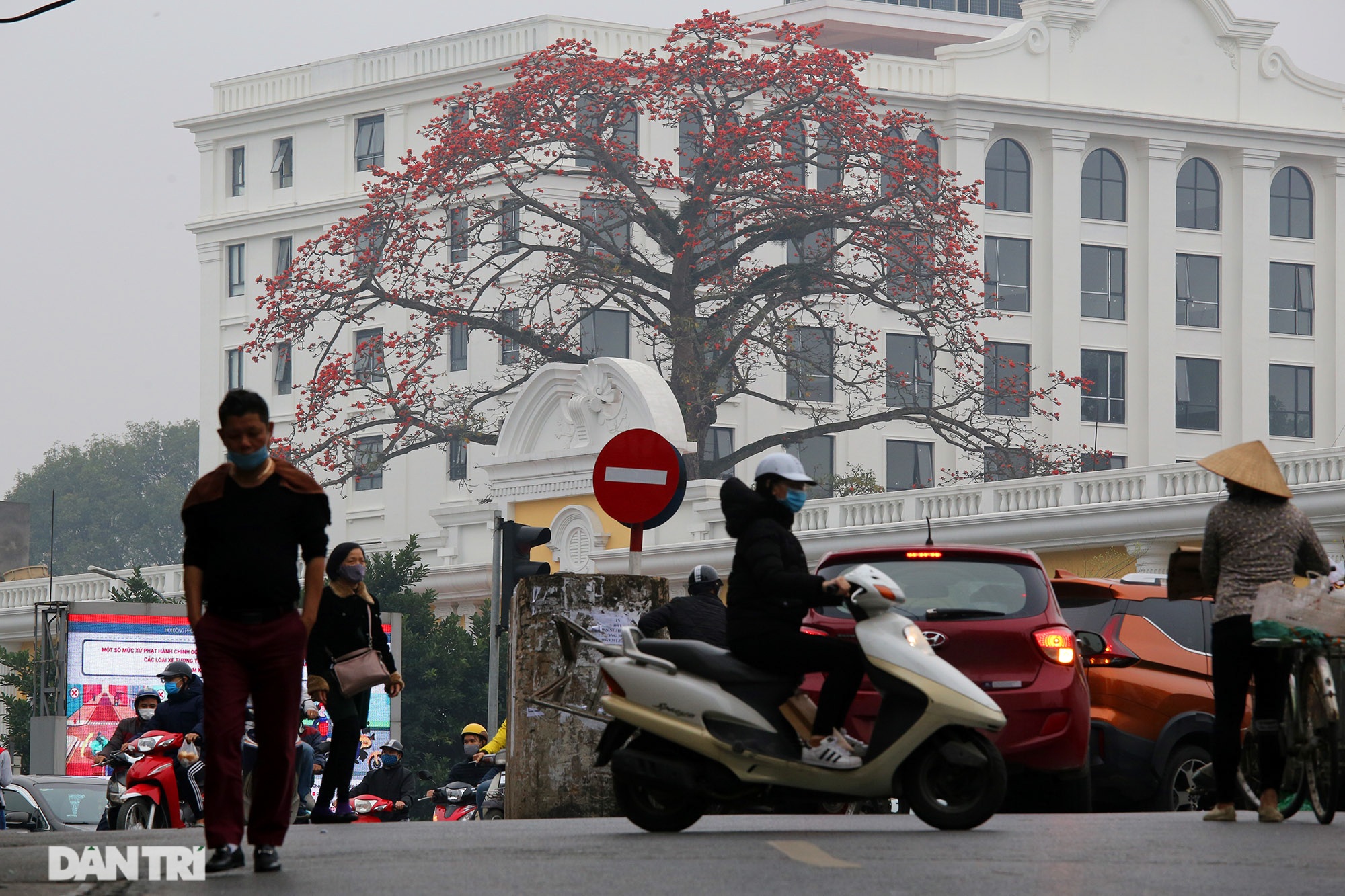 Mùa hoa gạo trong phố - 1