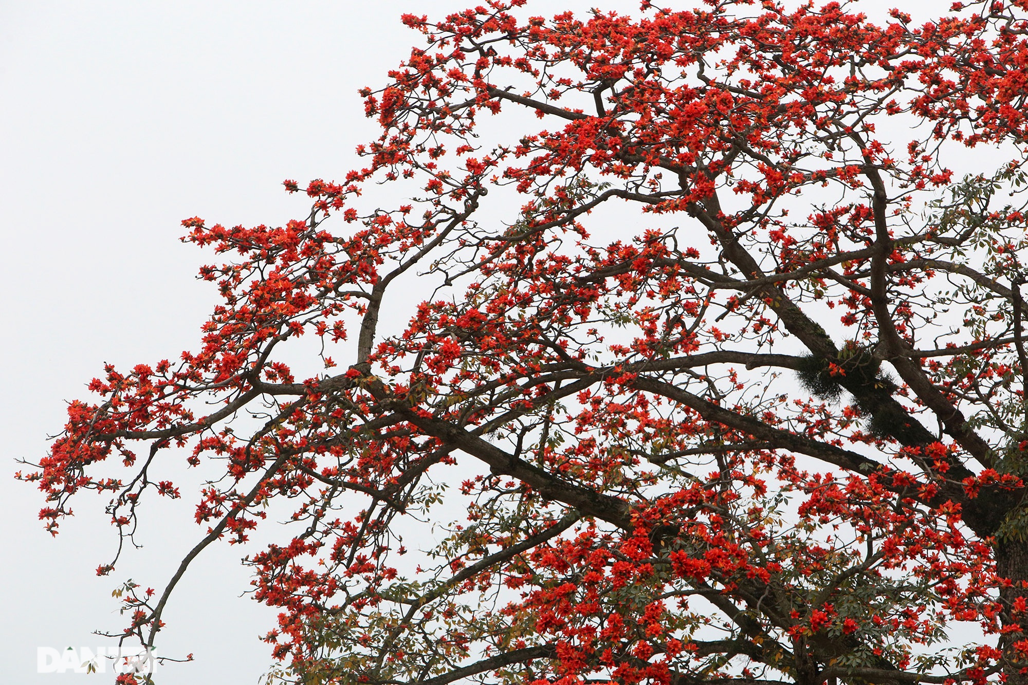 Mùa hoa gạo trong phố - 6