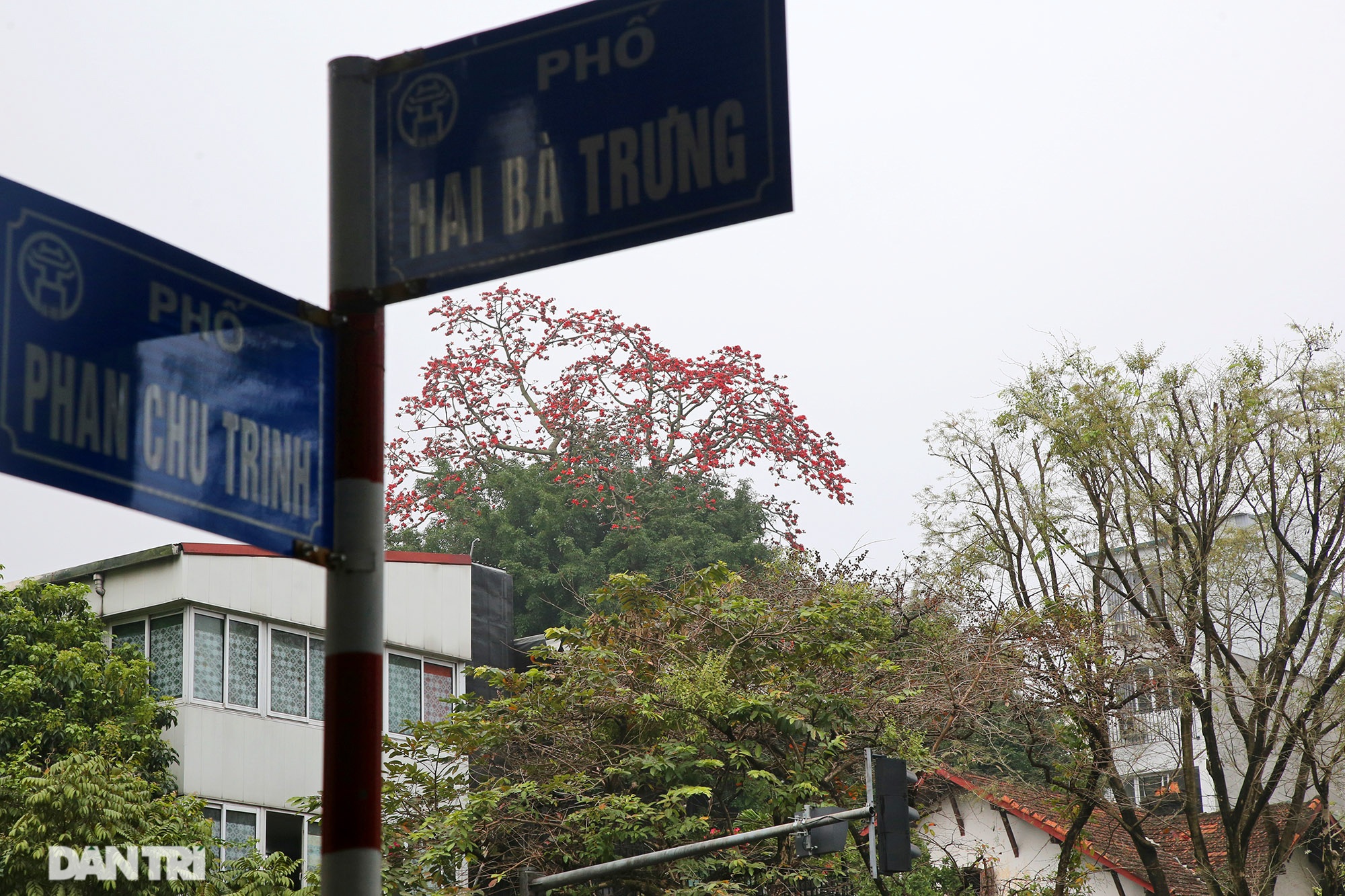 Mùa hoa gạo trong phố - 8