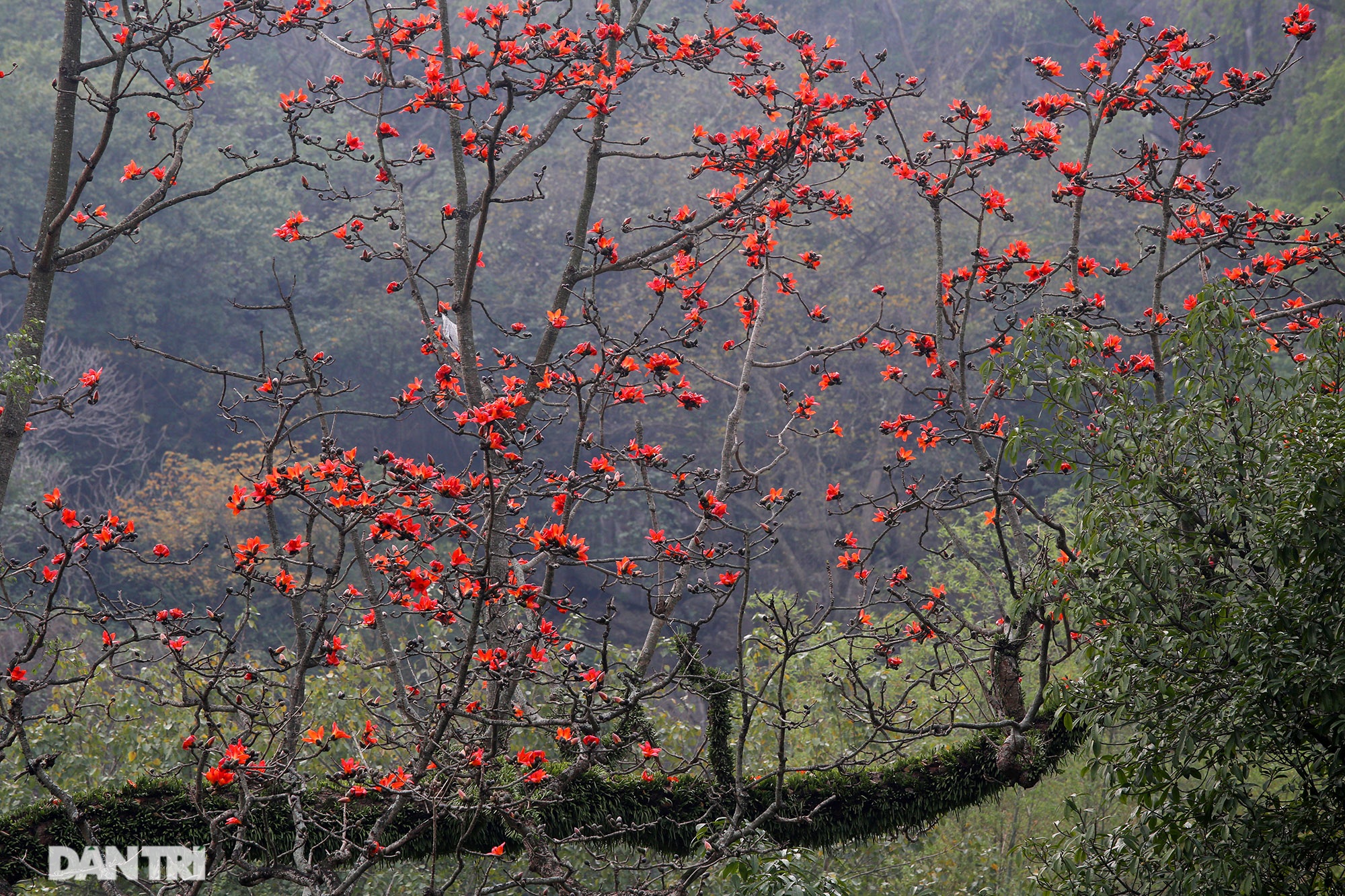 Beautifully blooming rice flowers in the suburbs of Hanoi - 13