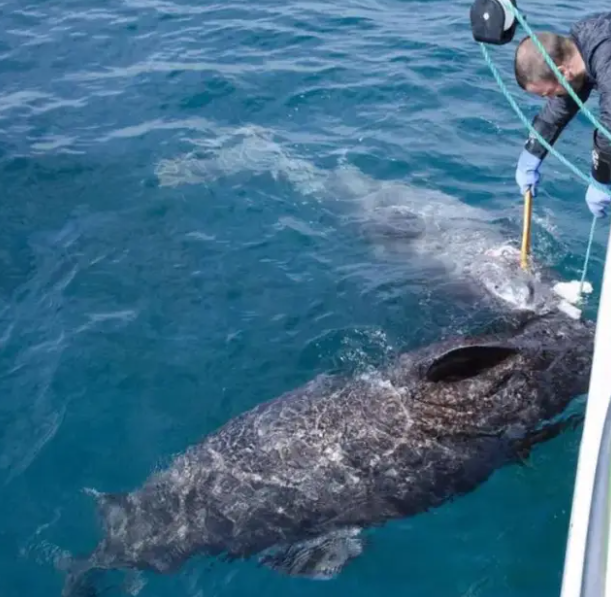 Tìm thấy con cá mập già nhất thế giới 397 tuổi - 2
