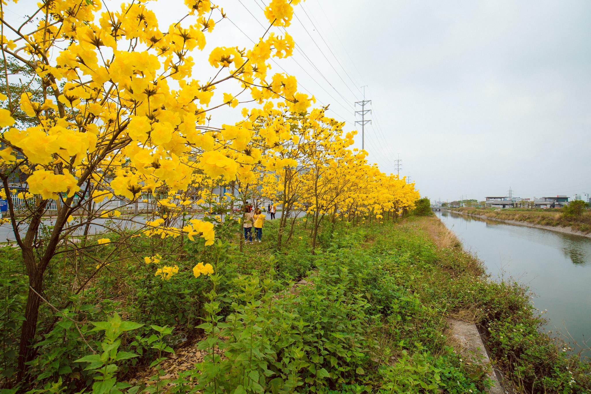 Vườn hoa phong linh nở sắc vàng rực rỡ đẹp tựa trời Âu ở Bắc Giang - 1