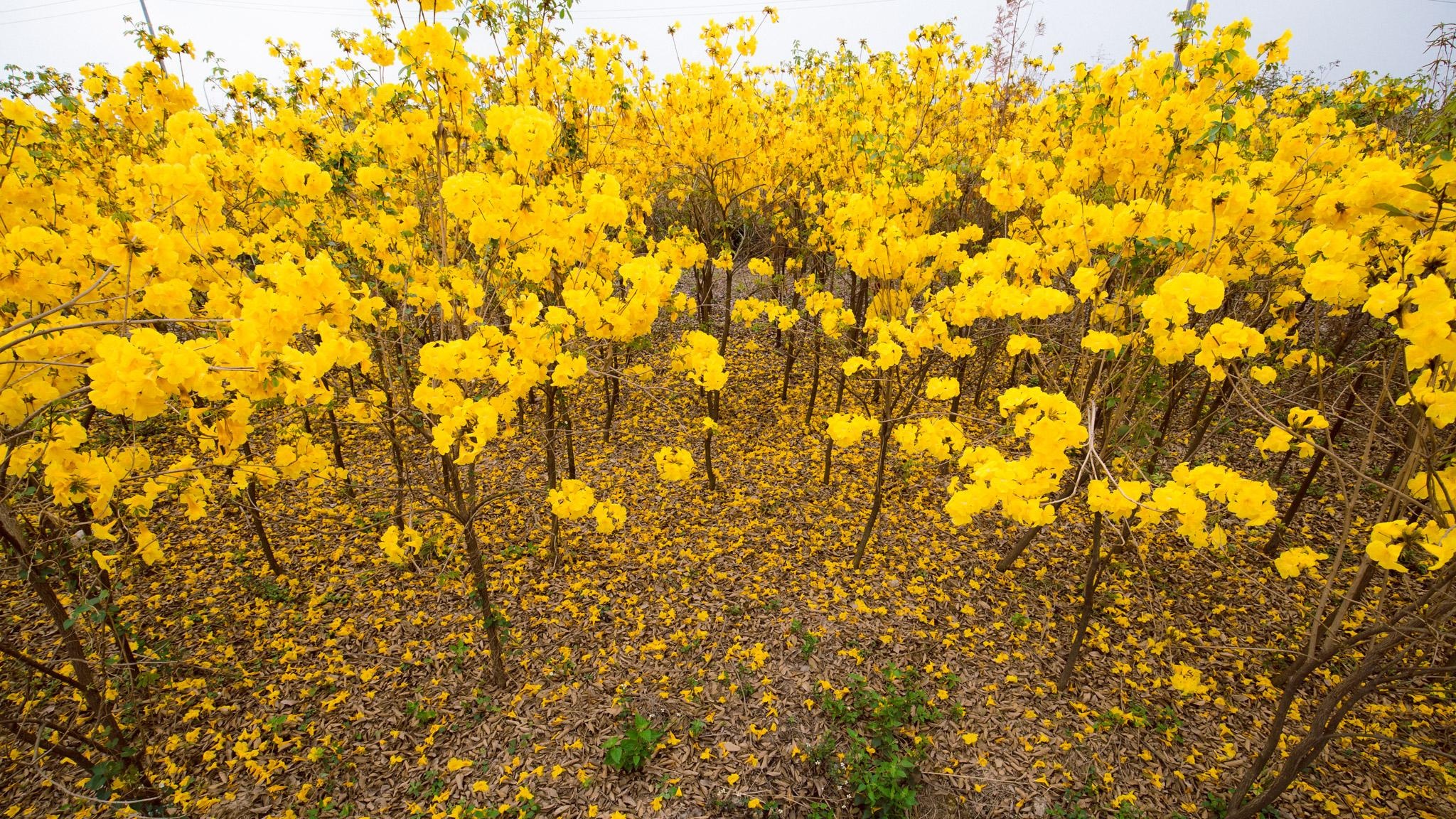 Vườn hoa phong linh nở sắc vàng rực rỡ đẹp tựa trời Âu ở Bắc Giang - 4
