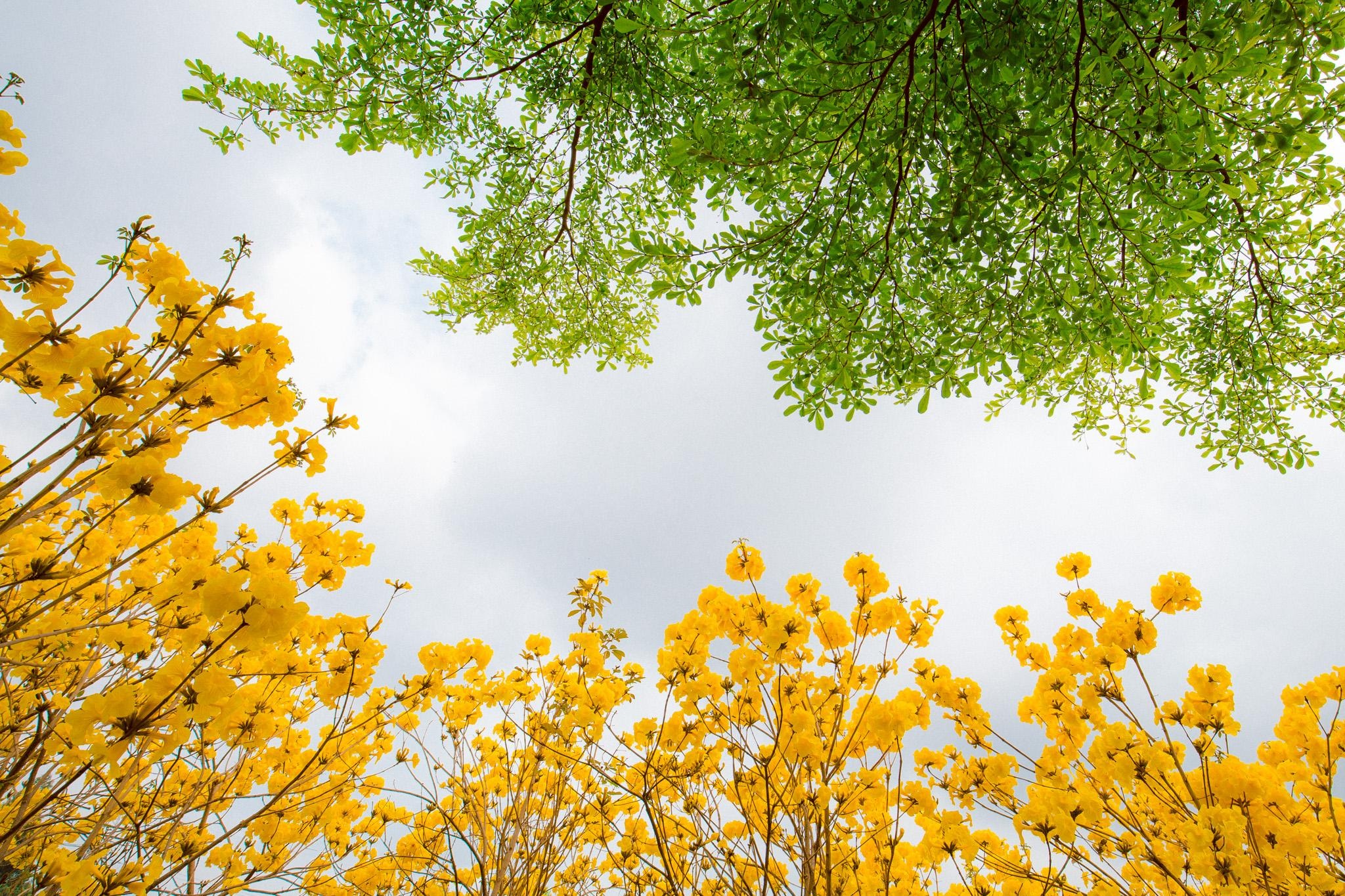 Vườn hoa phong linh nở sắc vàng rực rỡ đẹp tựa trời Âu ở Bắc Giang - 5