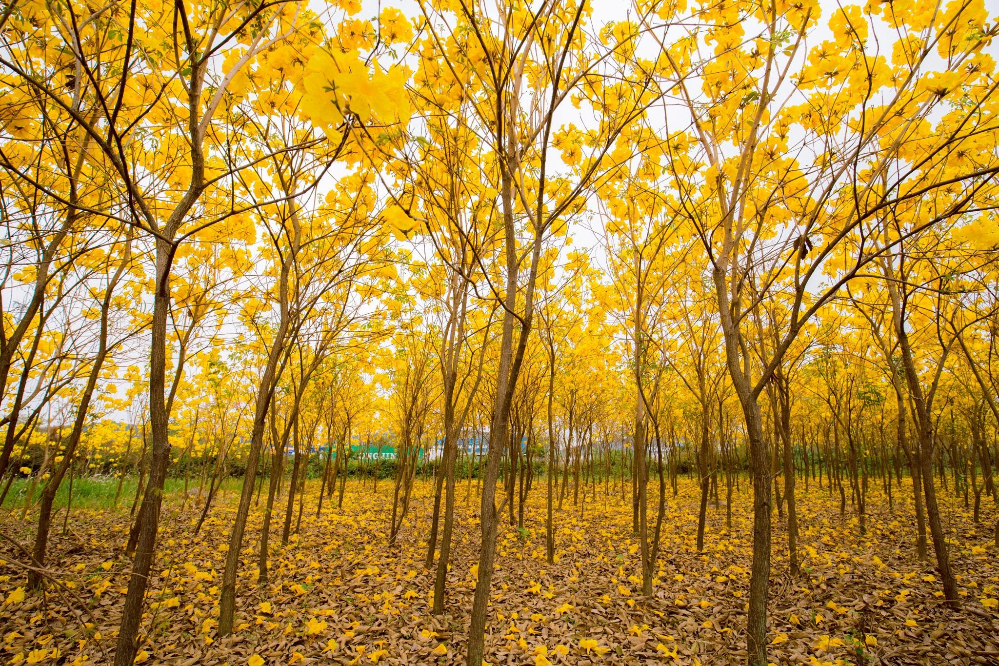 Vườn hoa phong linh nở sắc vàng rực rỡ đẹp tựa trời Âu ở Bắc Giang - 6