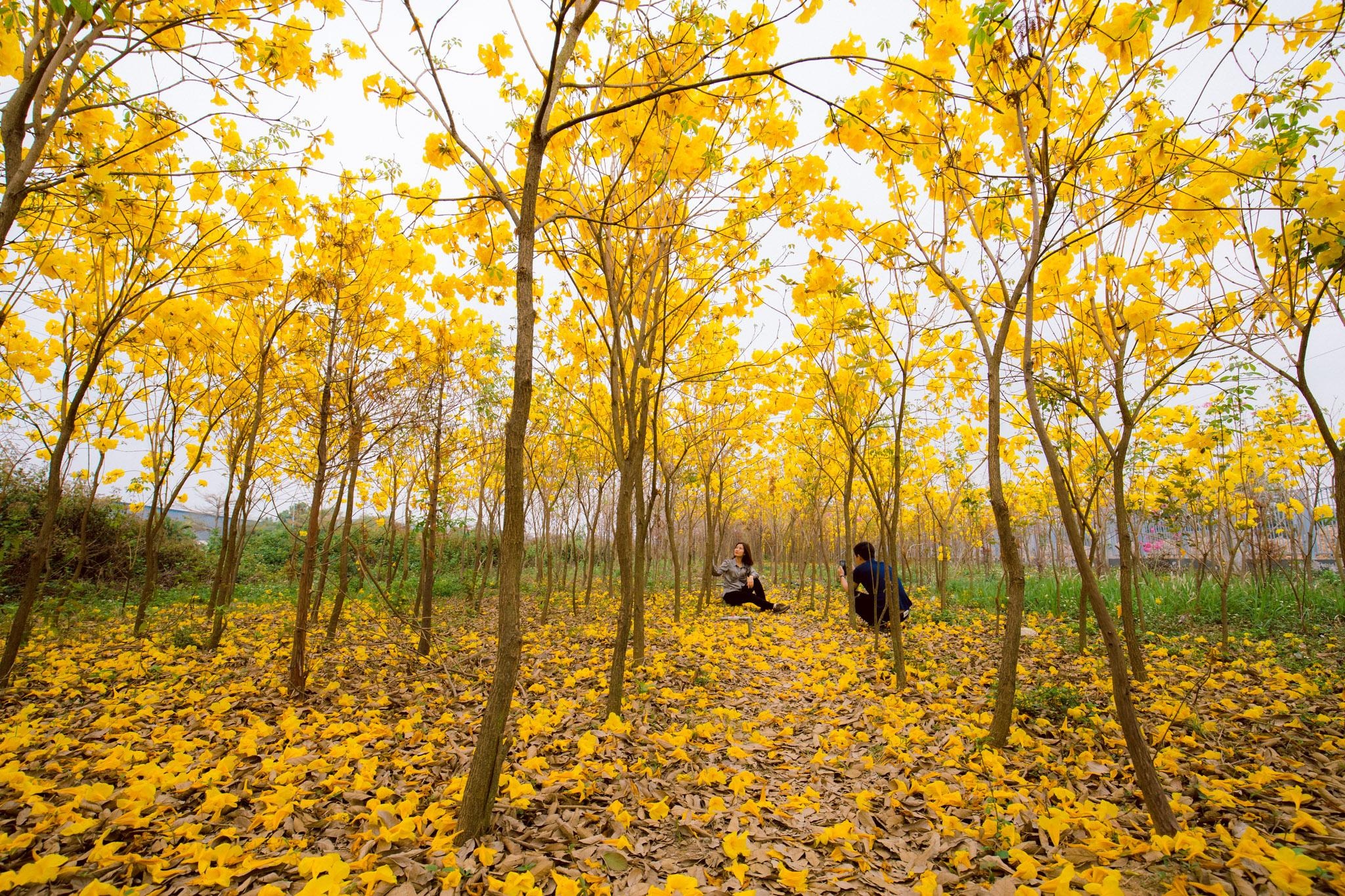 Vườn hoa phong linh nở sắc vàng rực rỡ đẹp tựa trời Âu ở Bắc Giang - 7