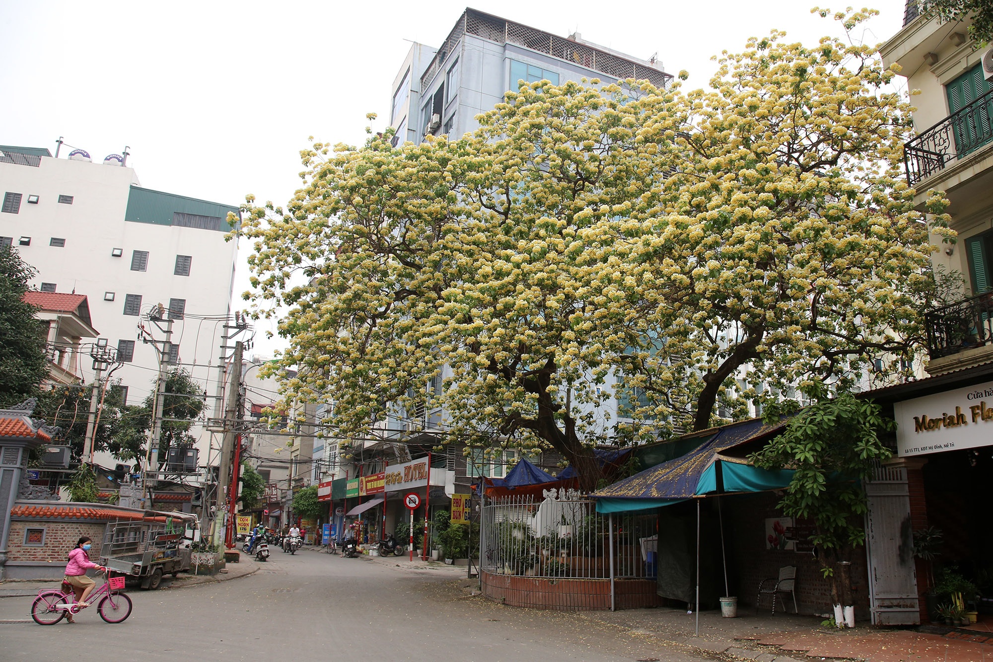 Cây hoa bún 300 tuổi ở Hà Nội thu hút người dân đổ về thưởng lãm - 12