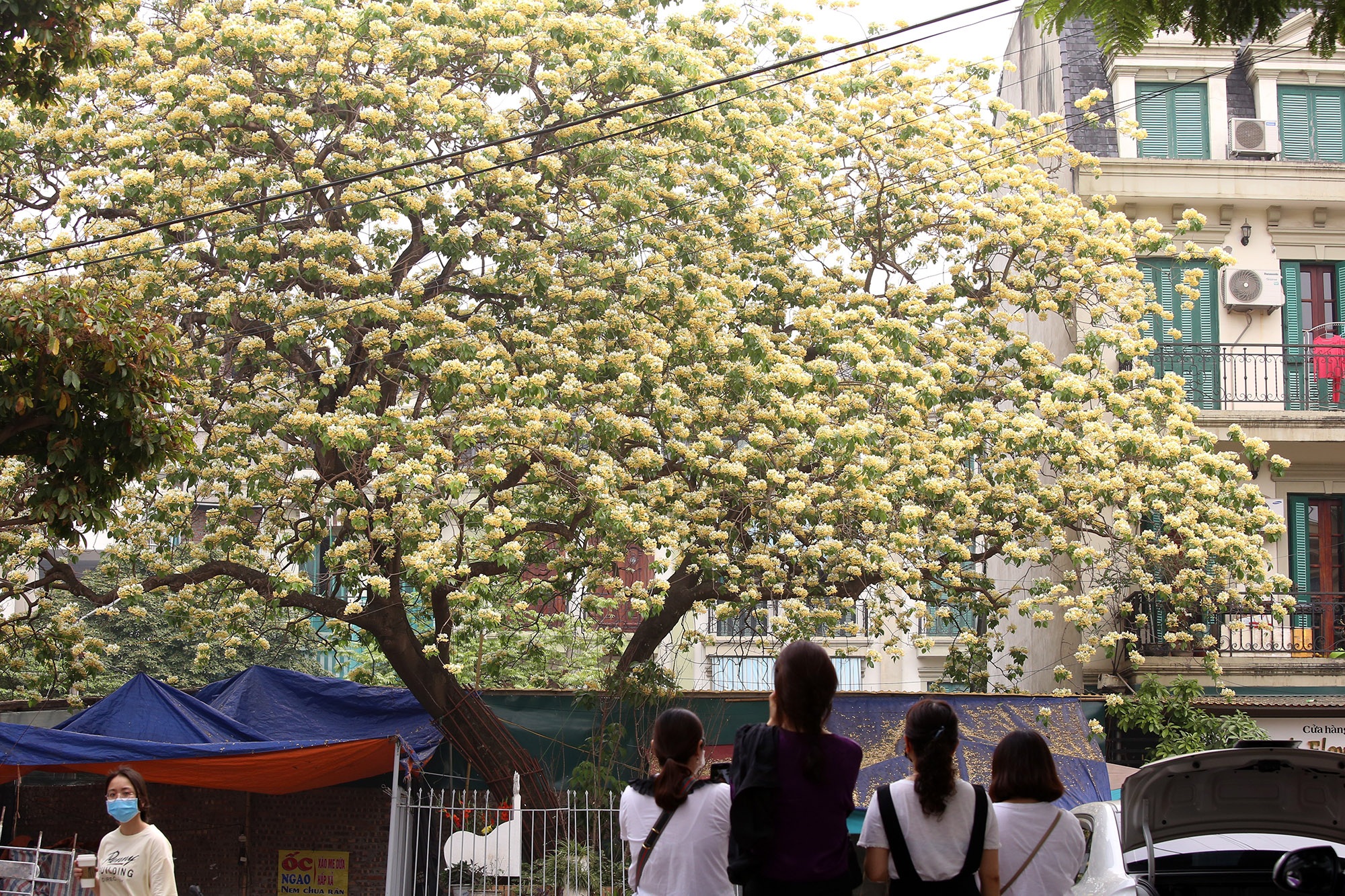 Cây hoa bún 300 tuổi ở Hà Nội thu hút người dân đổ về thưởng lãm - 2