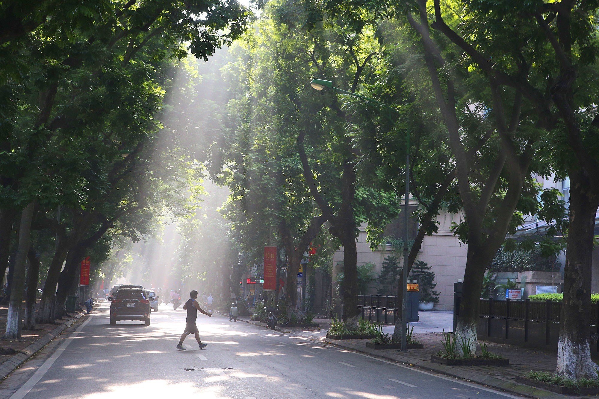 Những hàng cây xanh được quy hoạch hơn 100 năm trước ở Hà Nội giờ ra sao? - 6