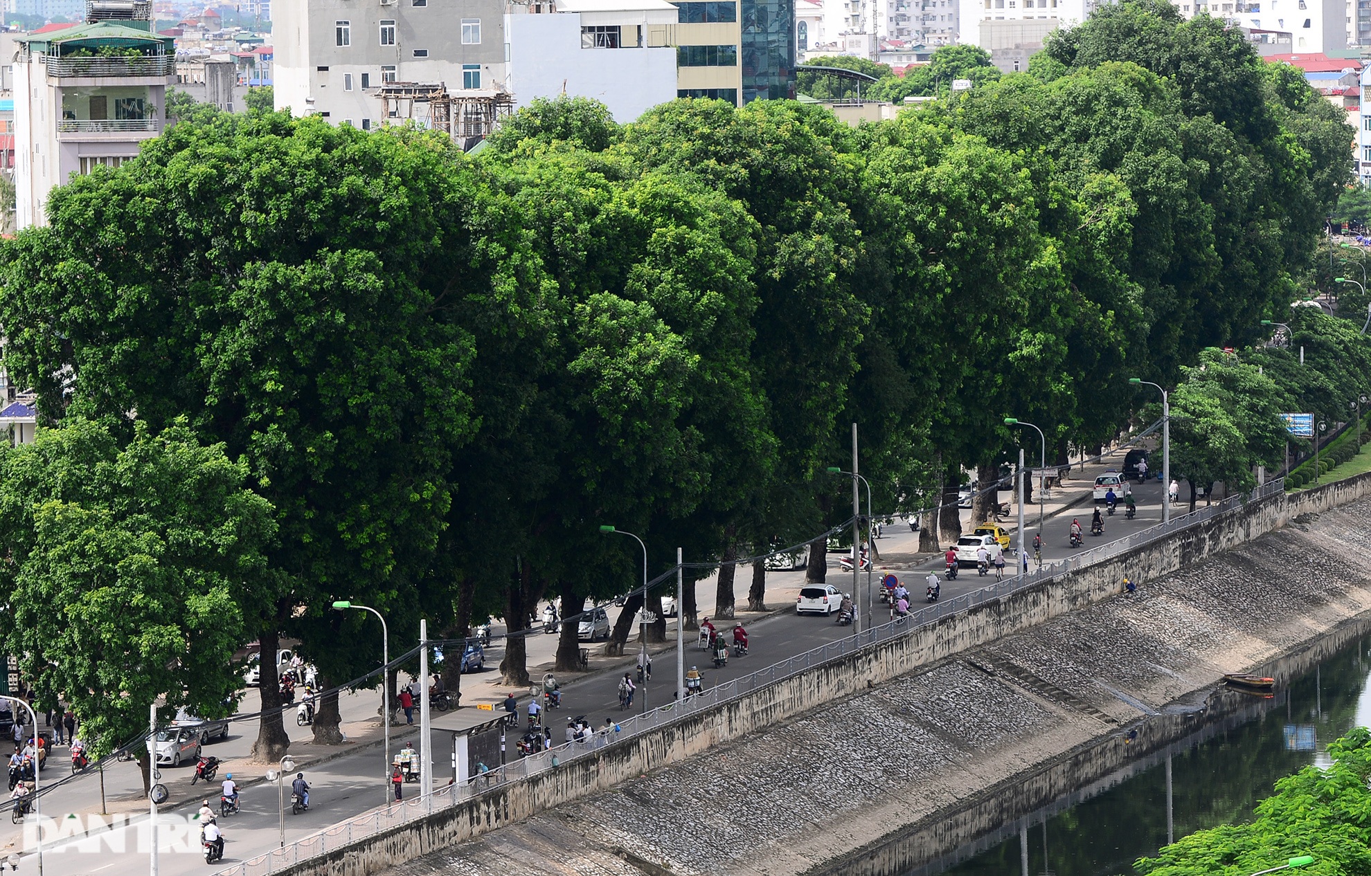 Những hàng cây xanh được quy hoạch hơn 100 năm trước ở Hà Nội giờ ra sao? - 14