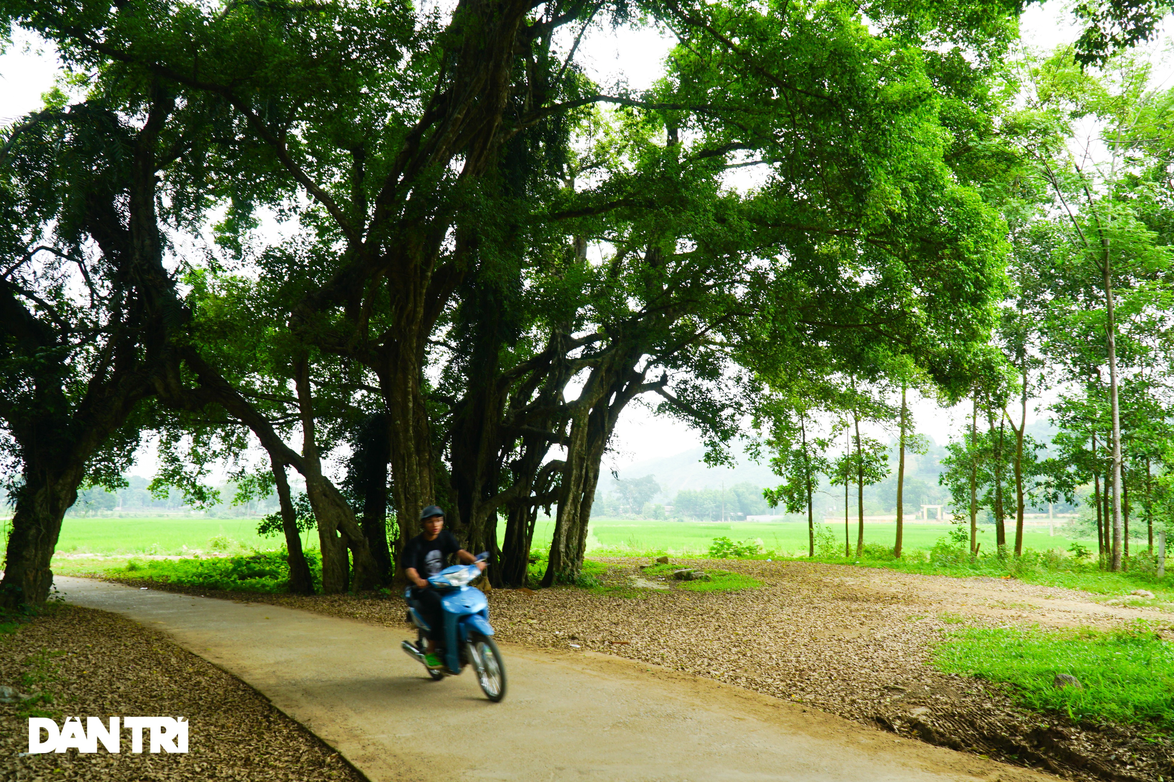 See firsthand village ghost trees existed for more than 8 centuries in Hoa Binh - 3