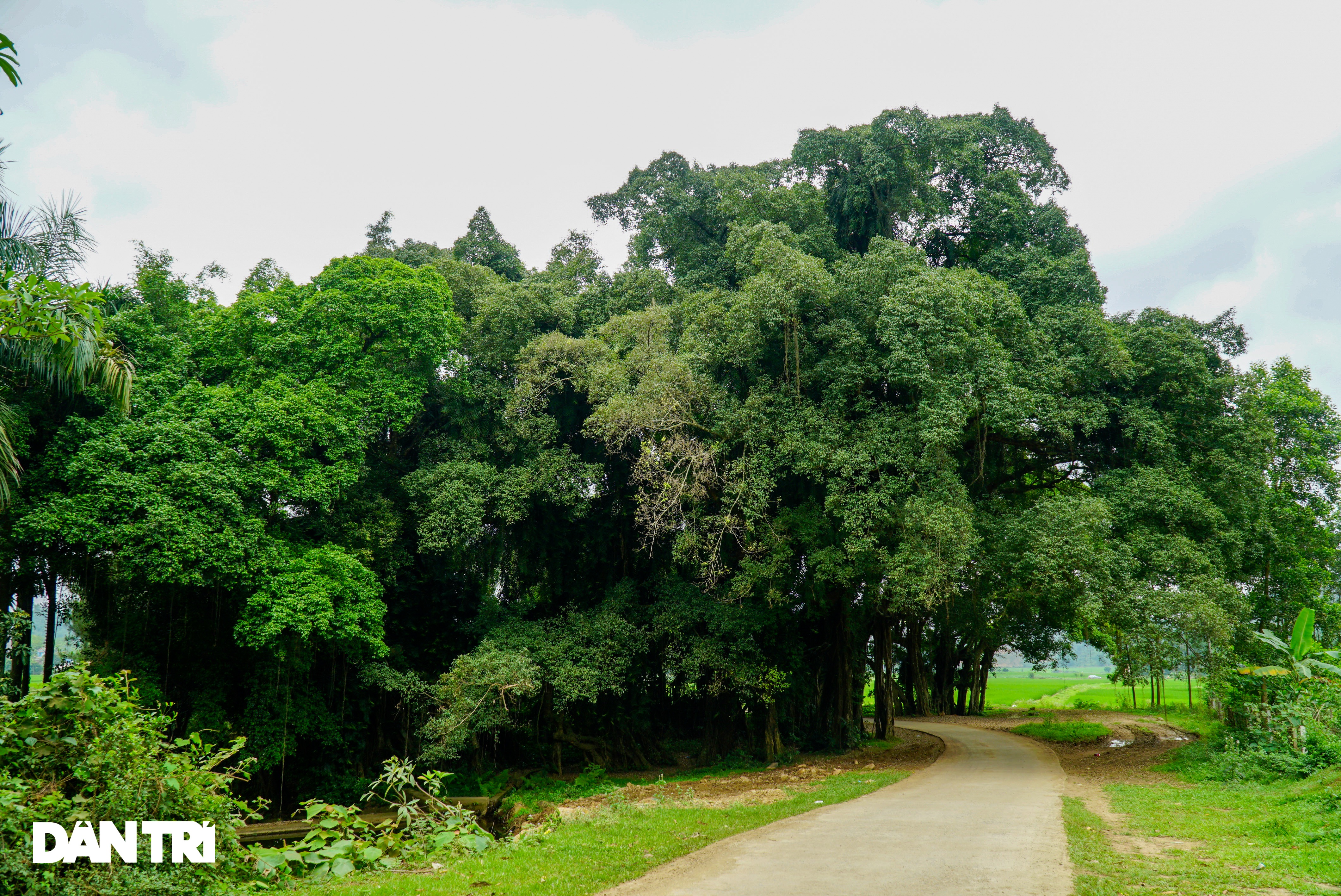 See firsthand the village ghost tree existed for more than 8 centuries in Hoa Binh - 2