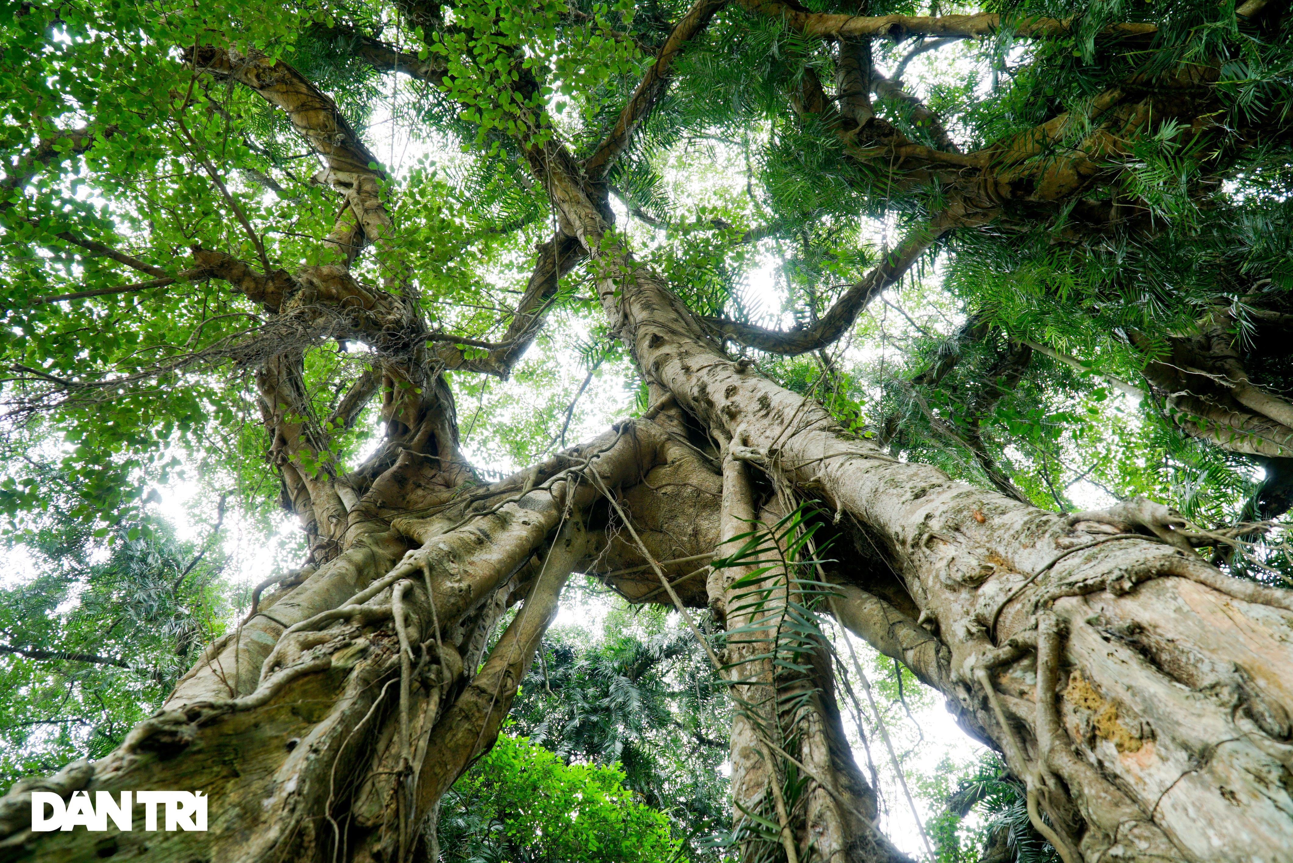 See firsthand that the village ghost tree existed for more than 8 centuries in Hoa Binh - 9