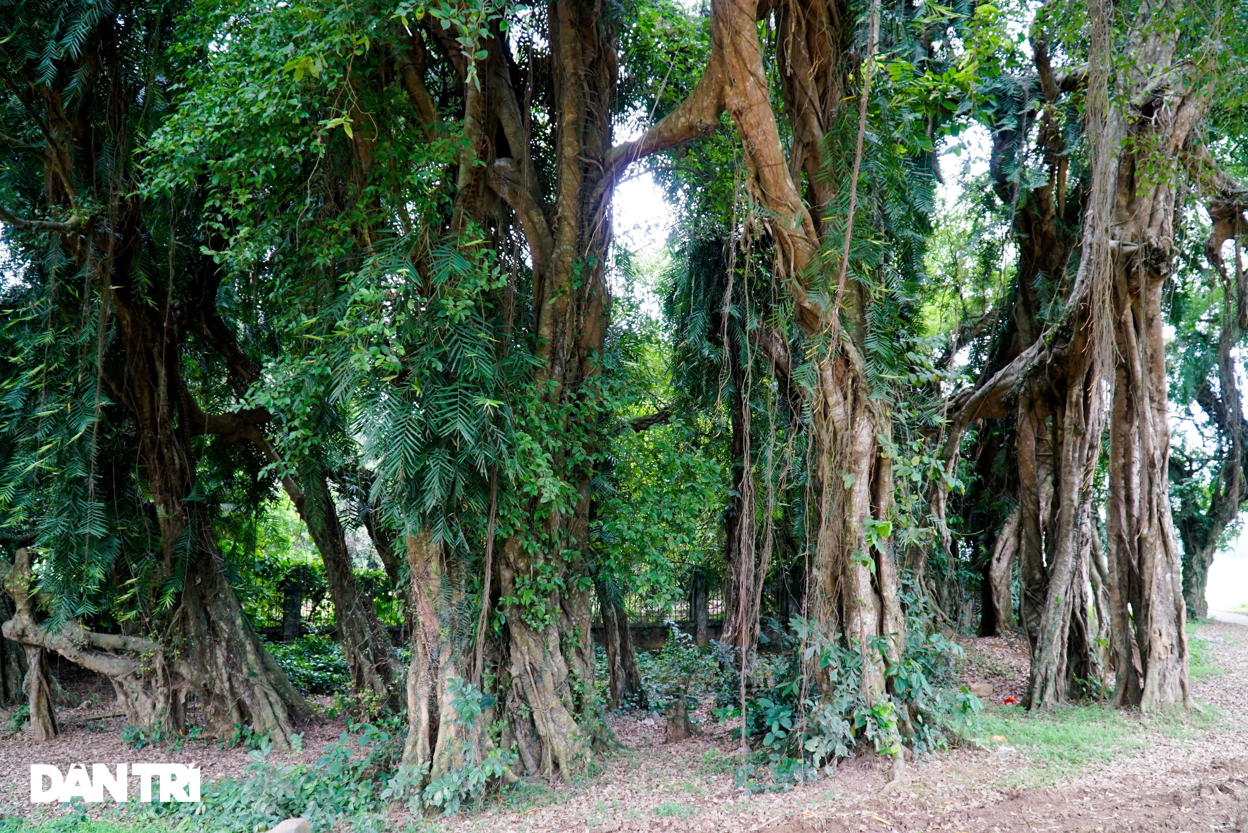 See firsthand village ghost trees existed for more than 8 centuries in Hoa Binh - 4