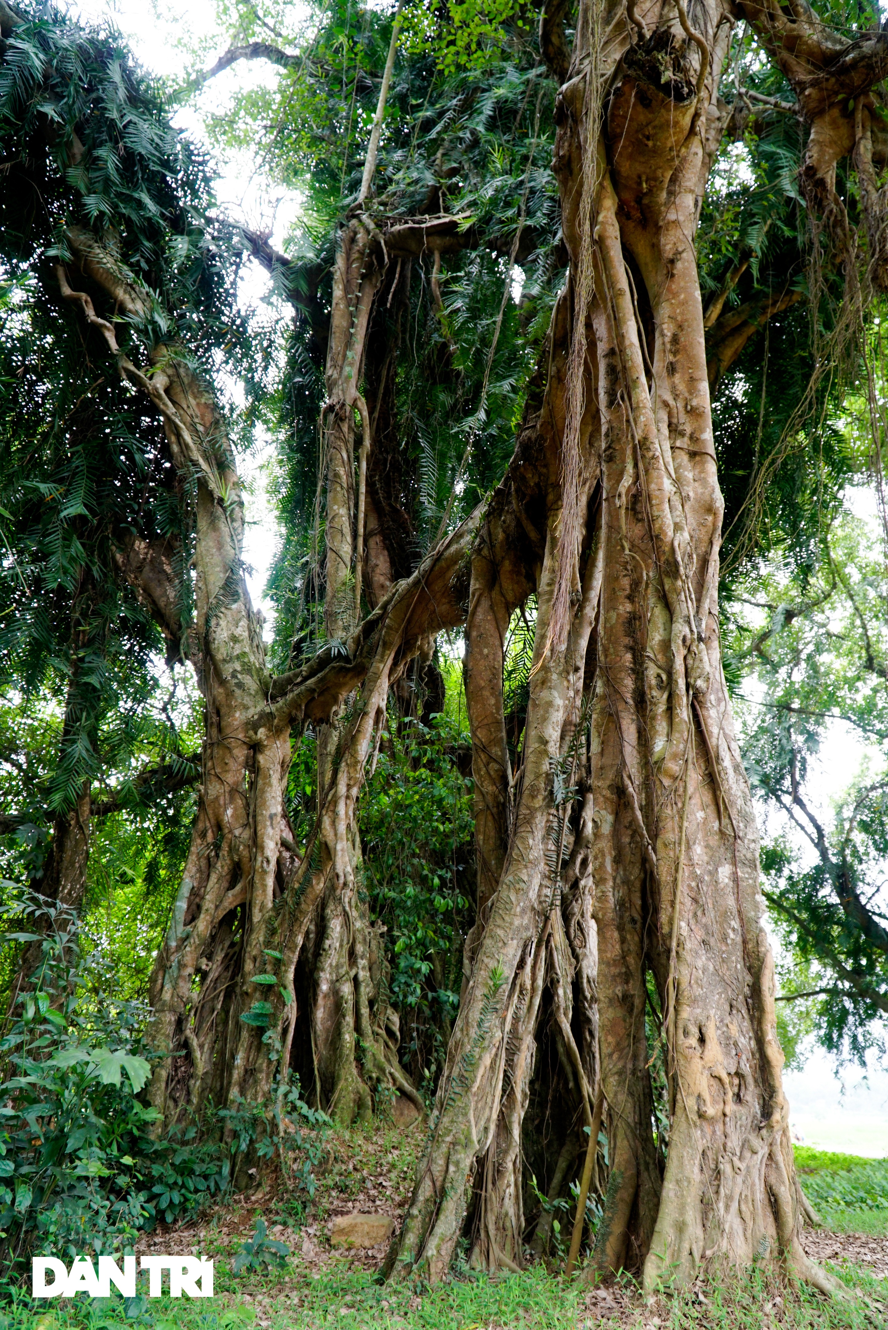 Tận mắt thấy cây ma làng tồn tại hơn 8 thế kỷ ở Hòa Bình - 6