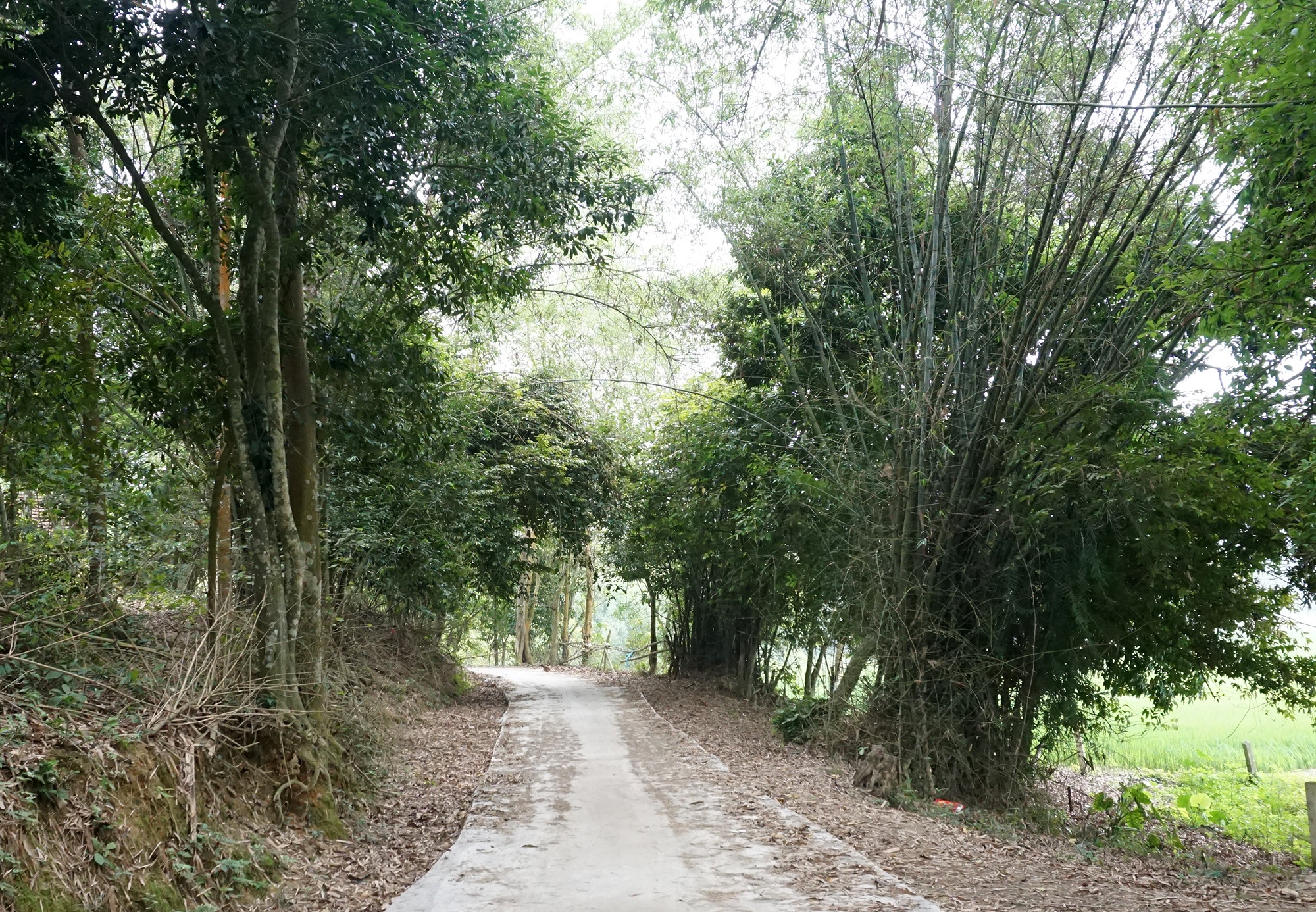 Cậu bé mồ côi cha mổ lợn góp tiền làm đường cho mẹ đi làm đồng - 9 Cậu bé mồ côi cha mổ lợn góp tiền làm đường cho mẹ đi làm đồng - 9