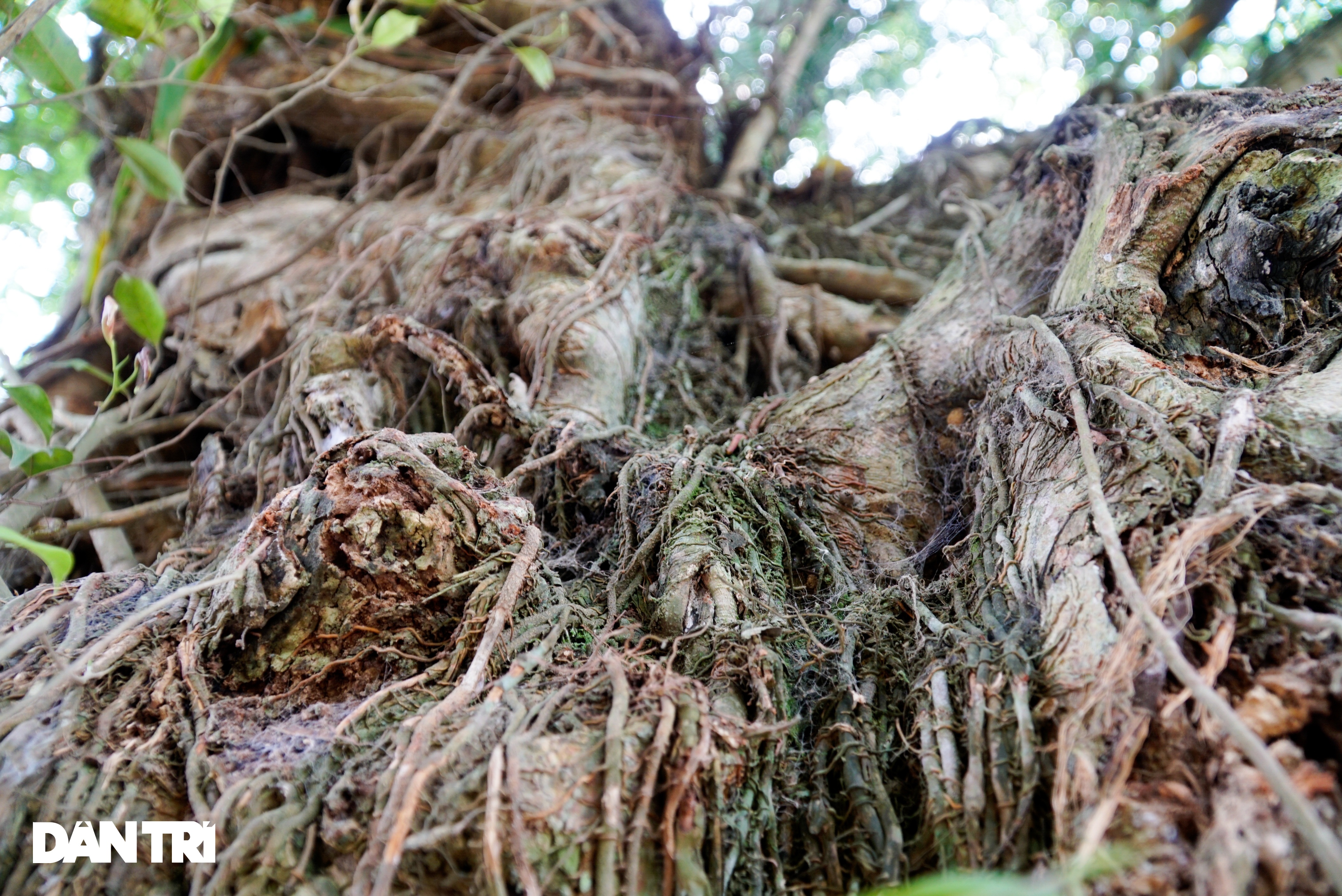 See firsthand that the village ghost tree existed for more than 8 centuries in Hoa Binh - 8