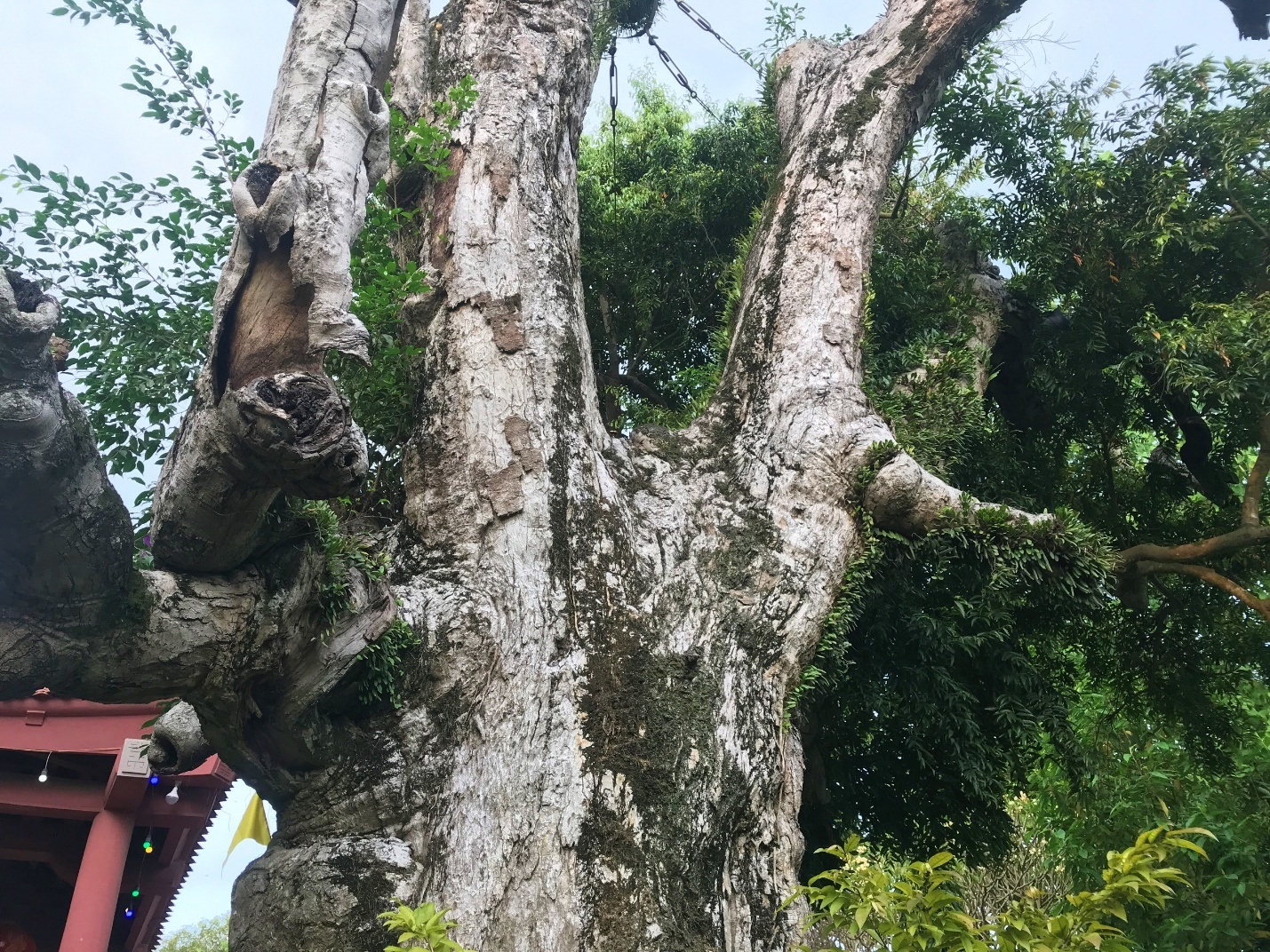 Mục sở thị cây táu cổ thụ hơn 2000 năm tuổi ở Phú Thọ - 4