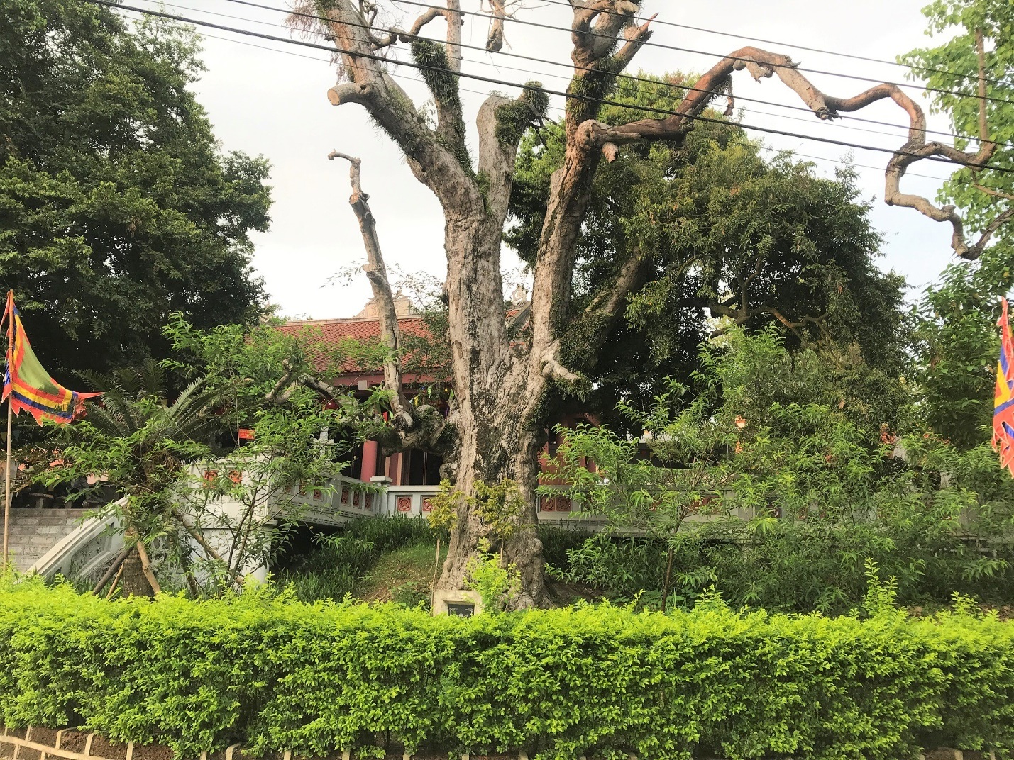 Mục sở thị cây táu cổ thụ hơn 2000 năm tuổi ở Phú Thọ - 6