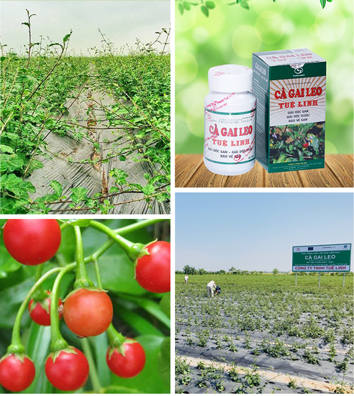 Hành trình 17 năm nâng tầm kho thuốc trời cho của người Việt - 10 Hành trình 17 năm nâng tầm kho thuốc trời cho của người Việt - 10