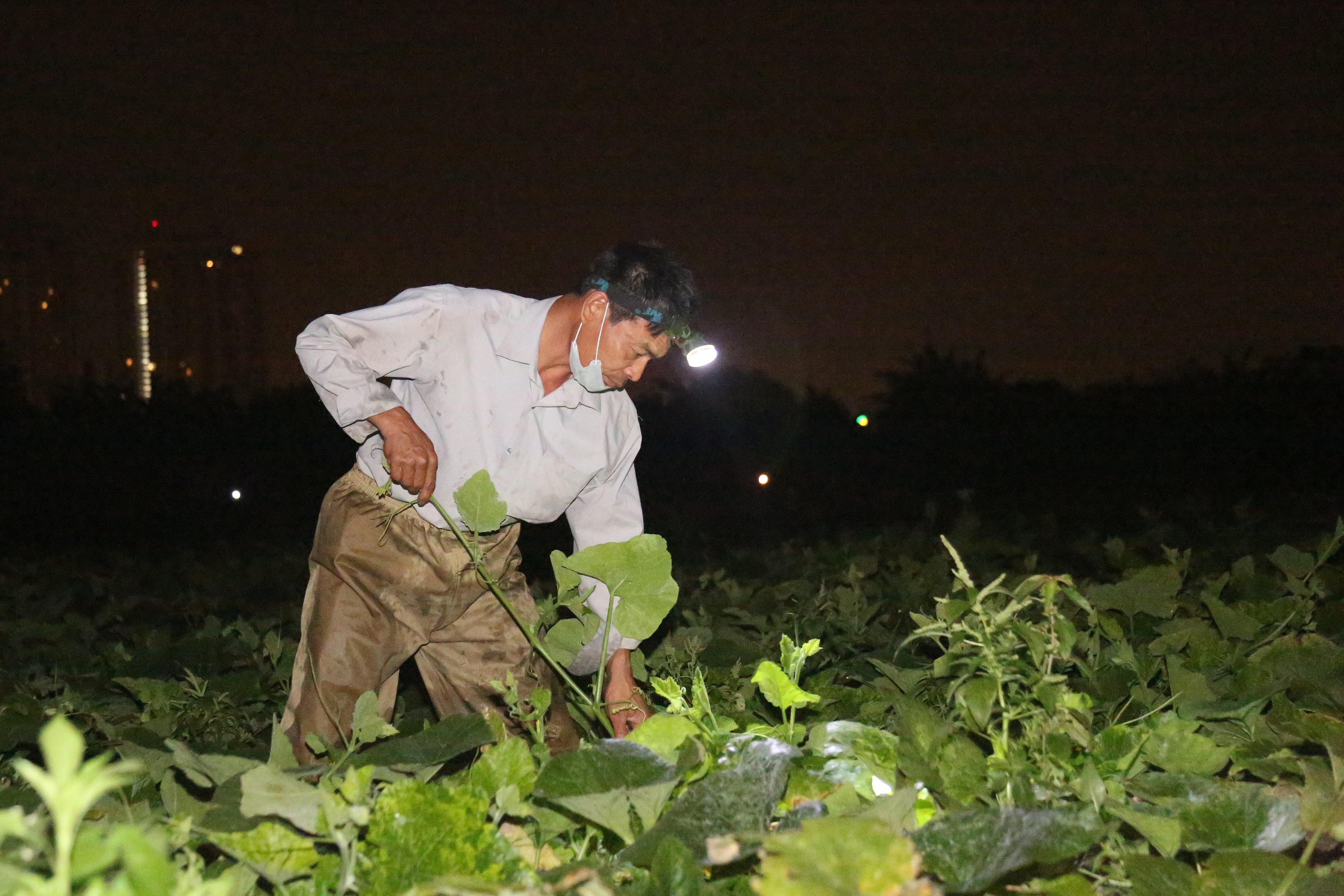Hà Nội: Dậy từ 1h cắt rau bí, người trồng rau thu hàng chục triệu đồng/vụ