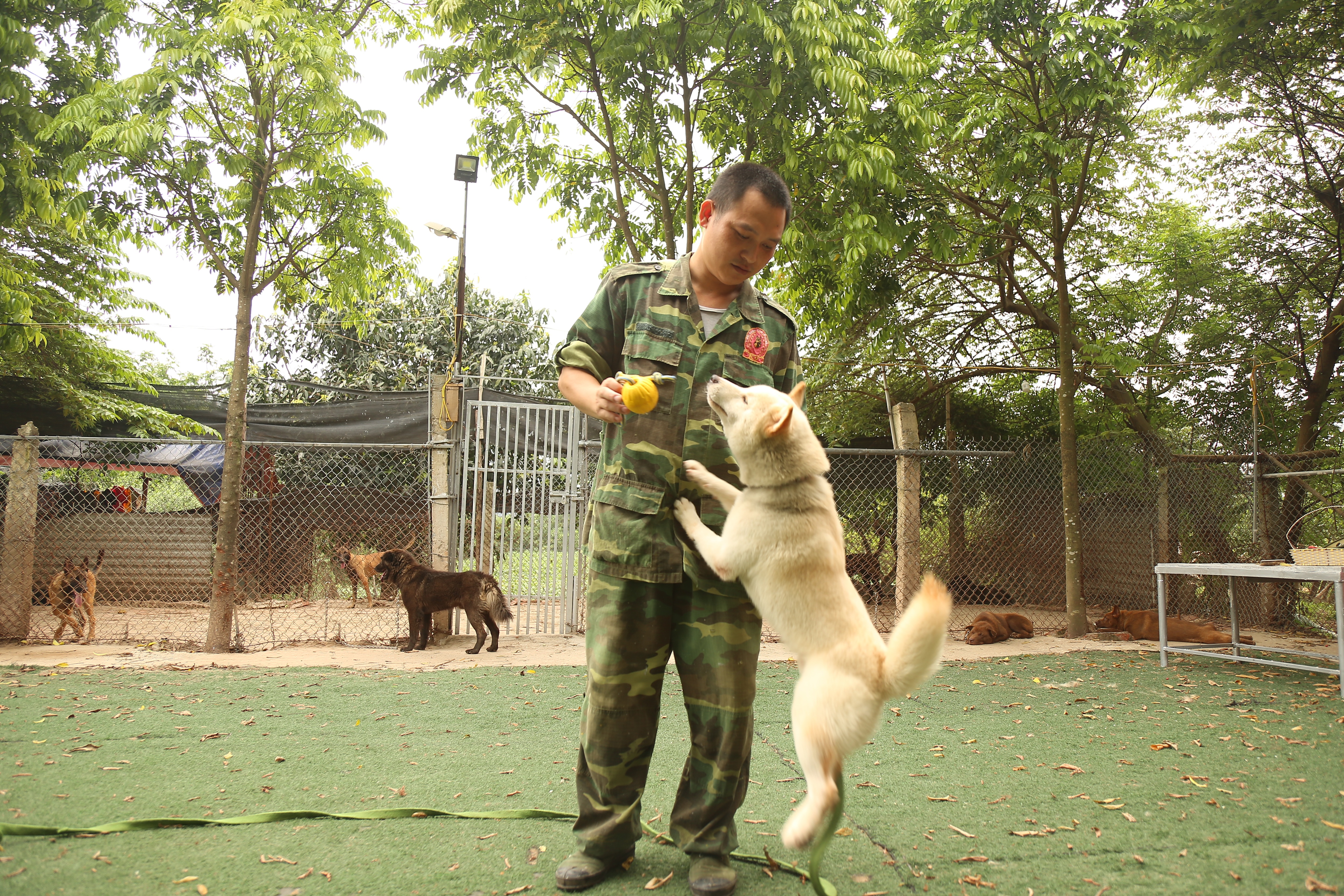 Hà Nội: Thu nhập 20-30 triệu đồng/tháng từ nghề huấn luyện chó - 2