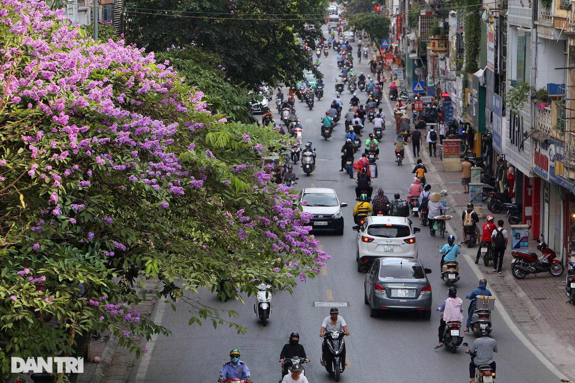 Hoa bằng lăng phủ tím nhiều con đường Hà Nội - 1