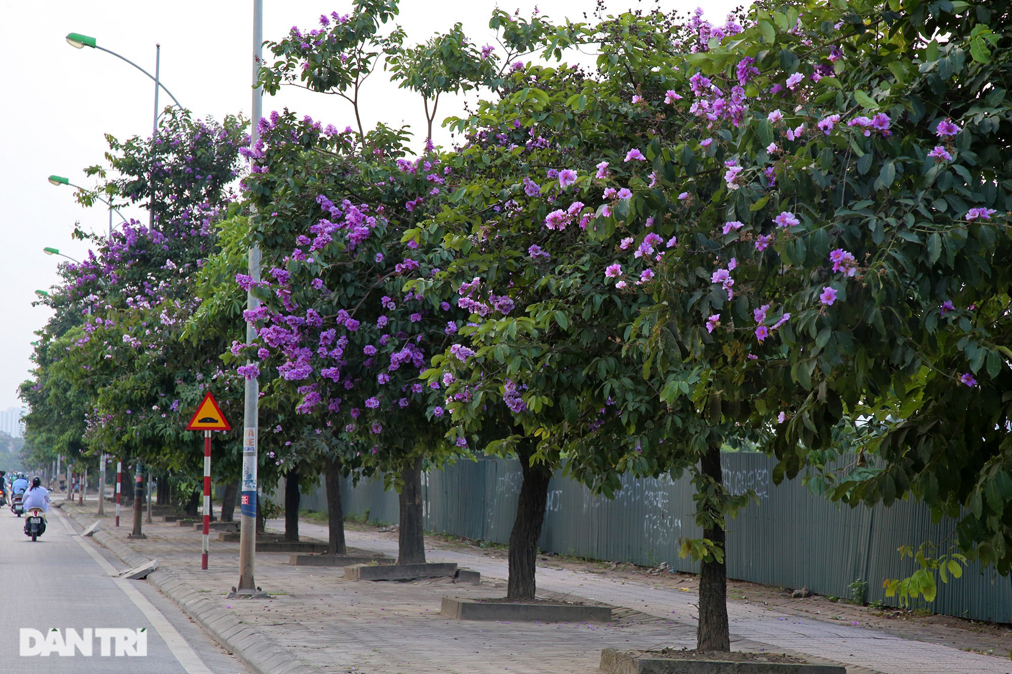 Hoa bằng lăng phủ tím nhiều con đường Hà Nội - 10