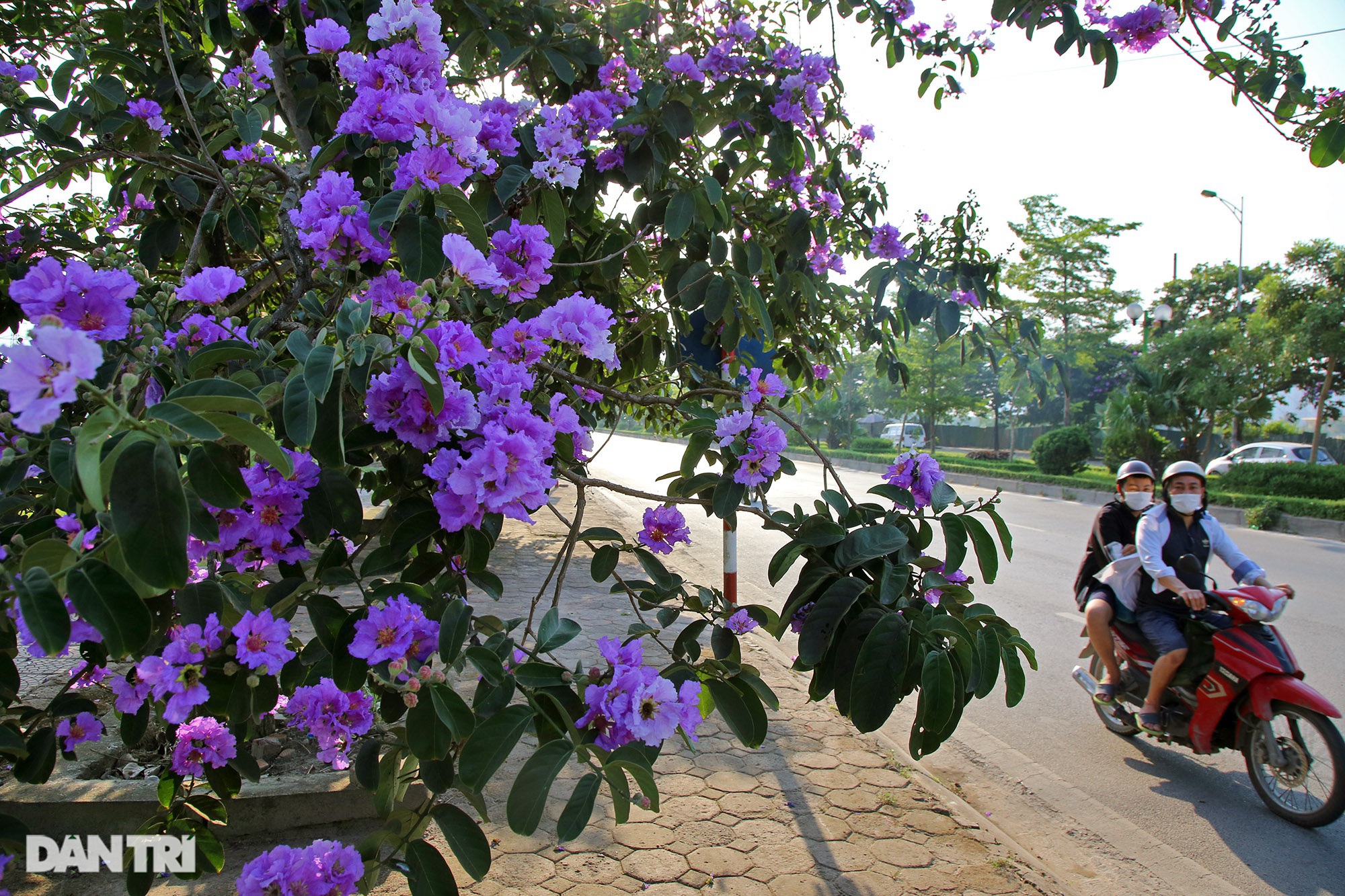 Hoa bằng lăng phủ tím nhiều con đường Hà Nội - 11