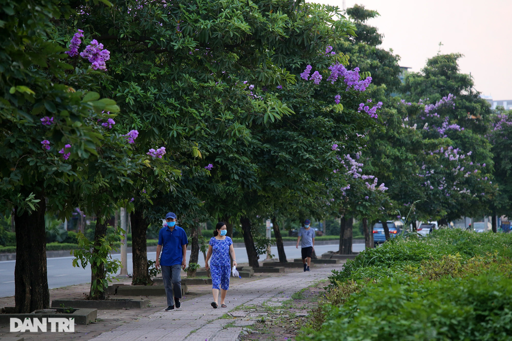 Hoa bằng lăng phủ tím nhiều con đường Hà Nội - 12