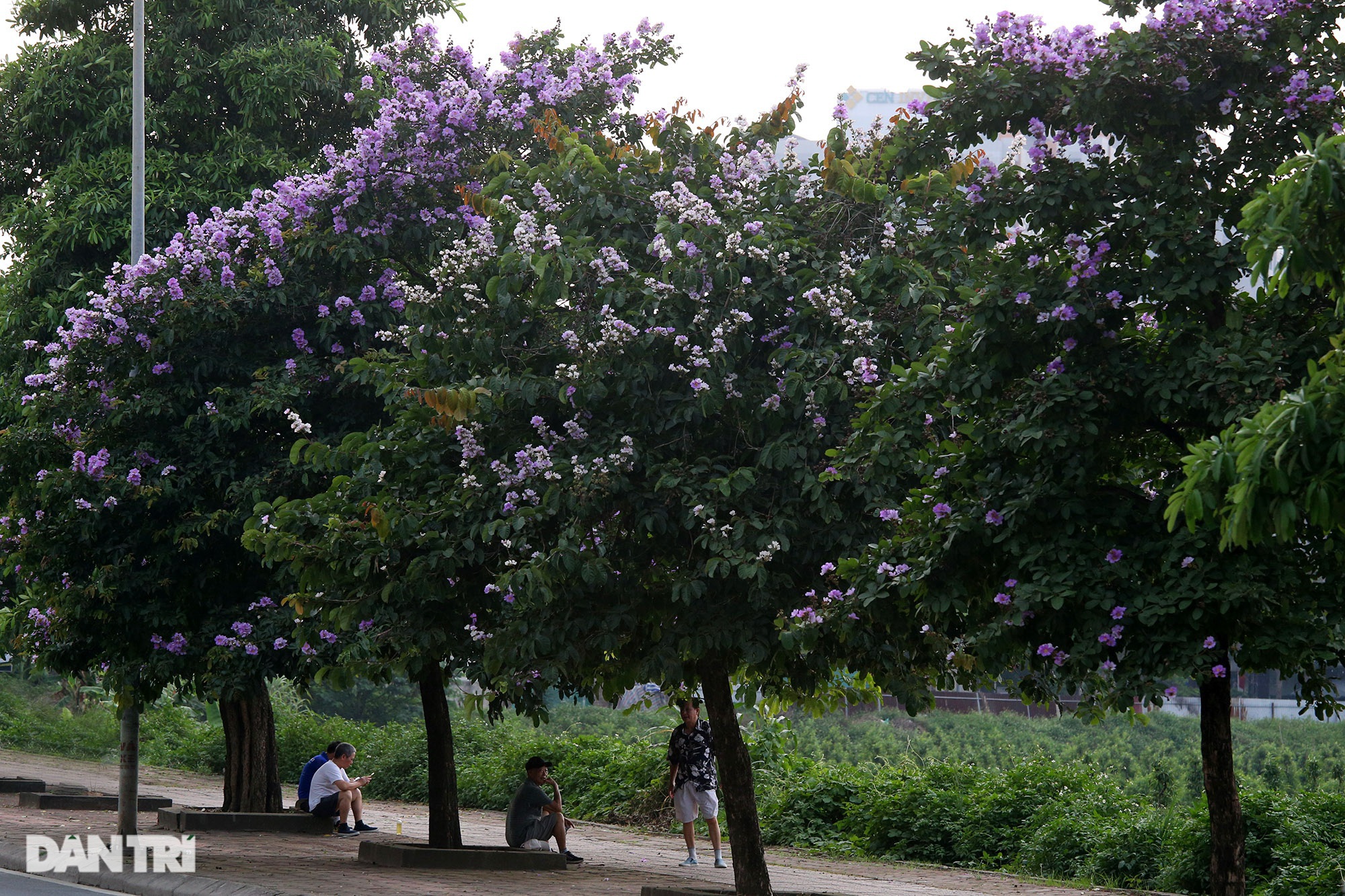 Hoa bằng lăng phủ tím nhiều con đường Hà Nội - 13