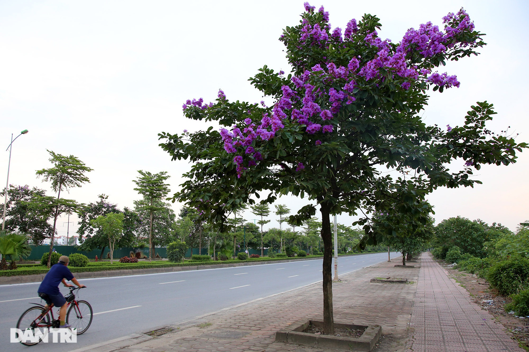 Hoa bằng lăng phủ tím nhiều con đường Hà Nội - 14