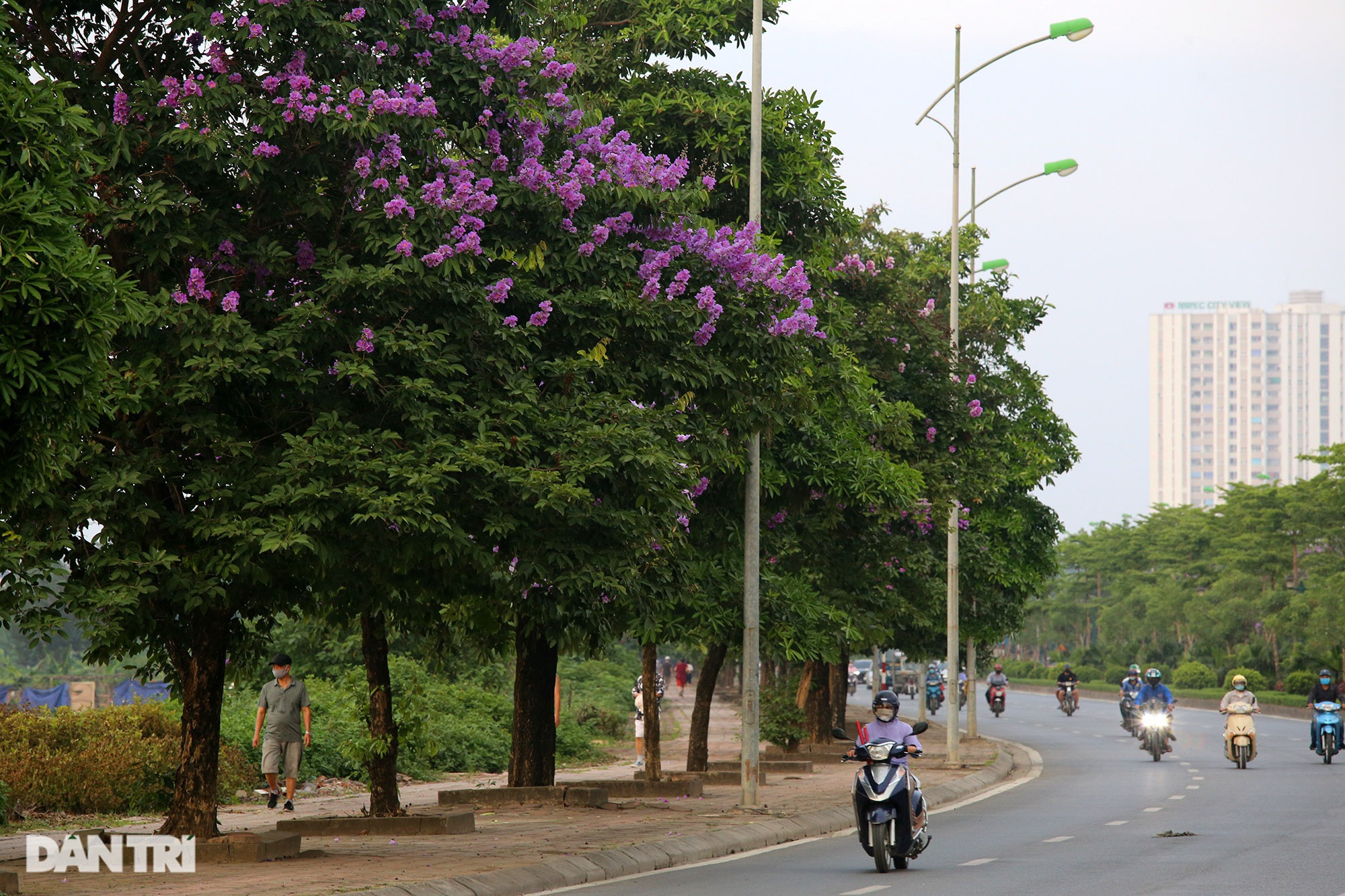 Hoa bằng lăng phủ tím nhiều con đường Hà Nội - 15