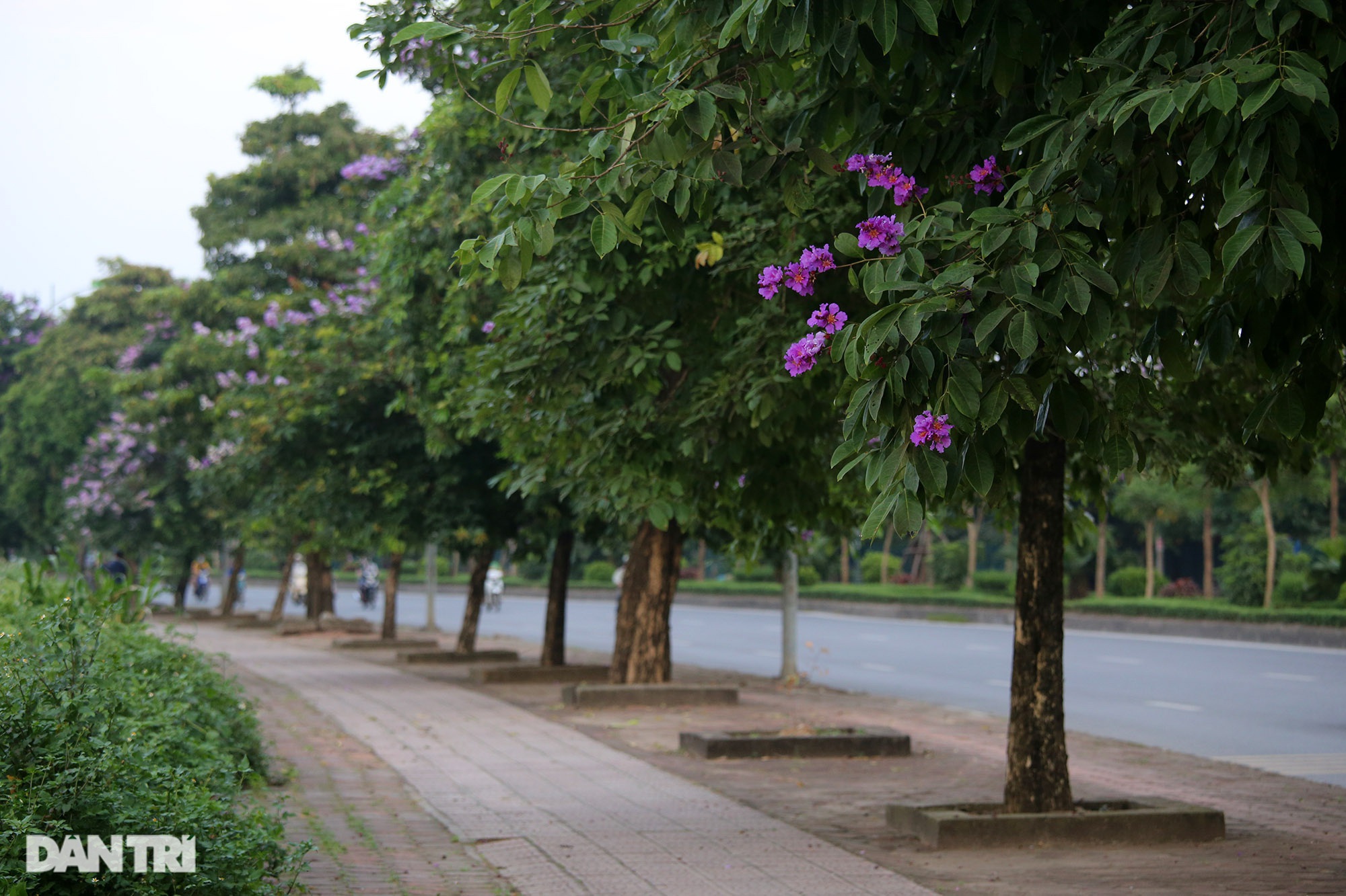 Hoa bằng lăng phủ tím nhiều con đường Hà Nội - 3