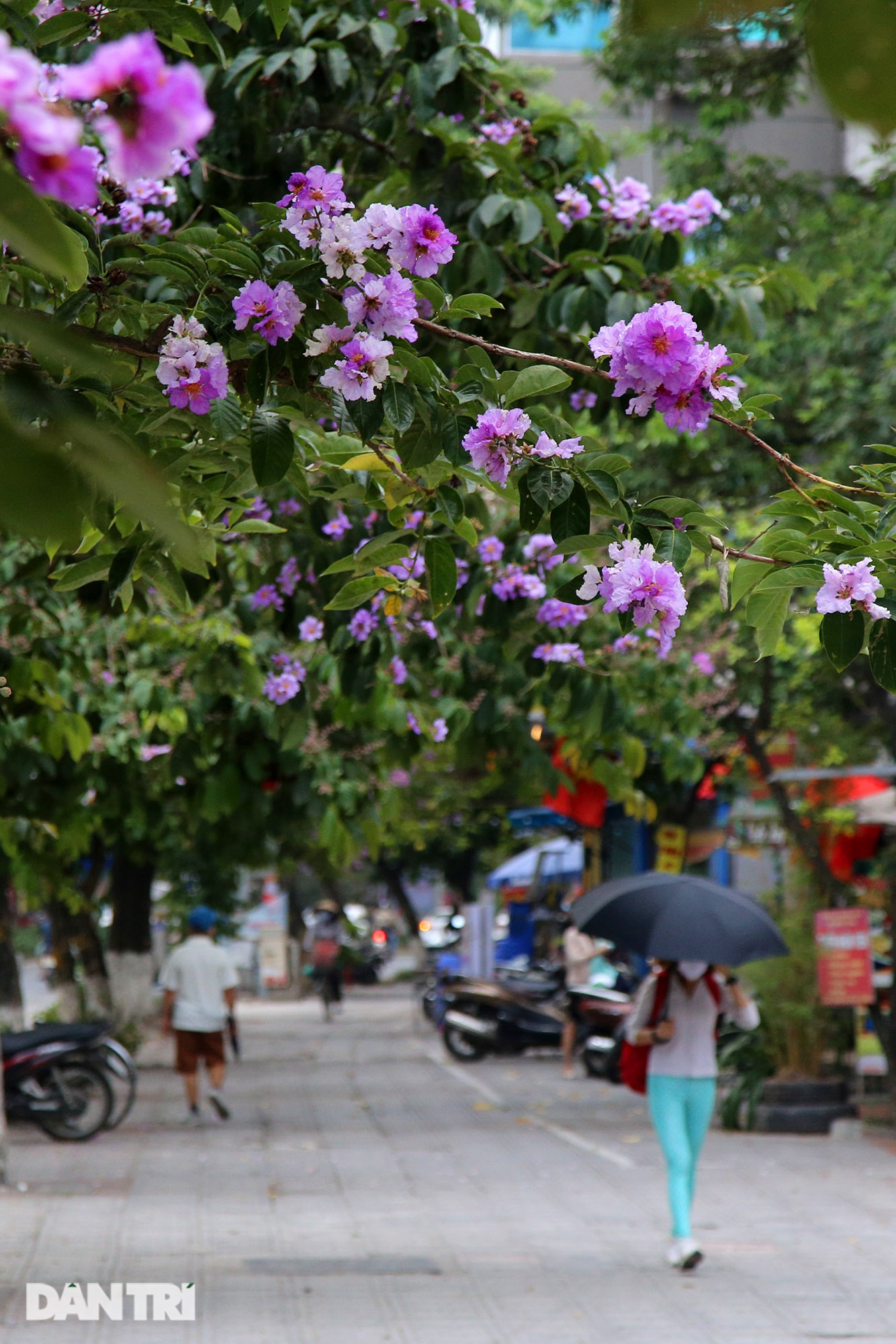 Hoa bằng lăng phủ tím nhiều con đường Hà Nội - 5