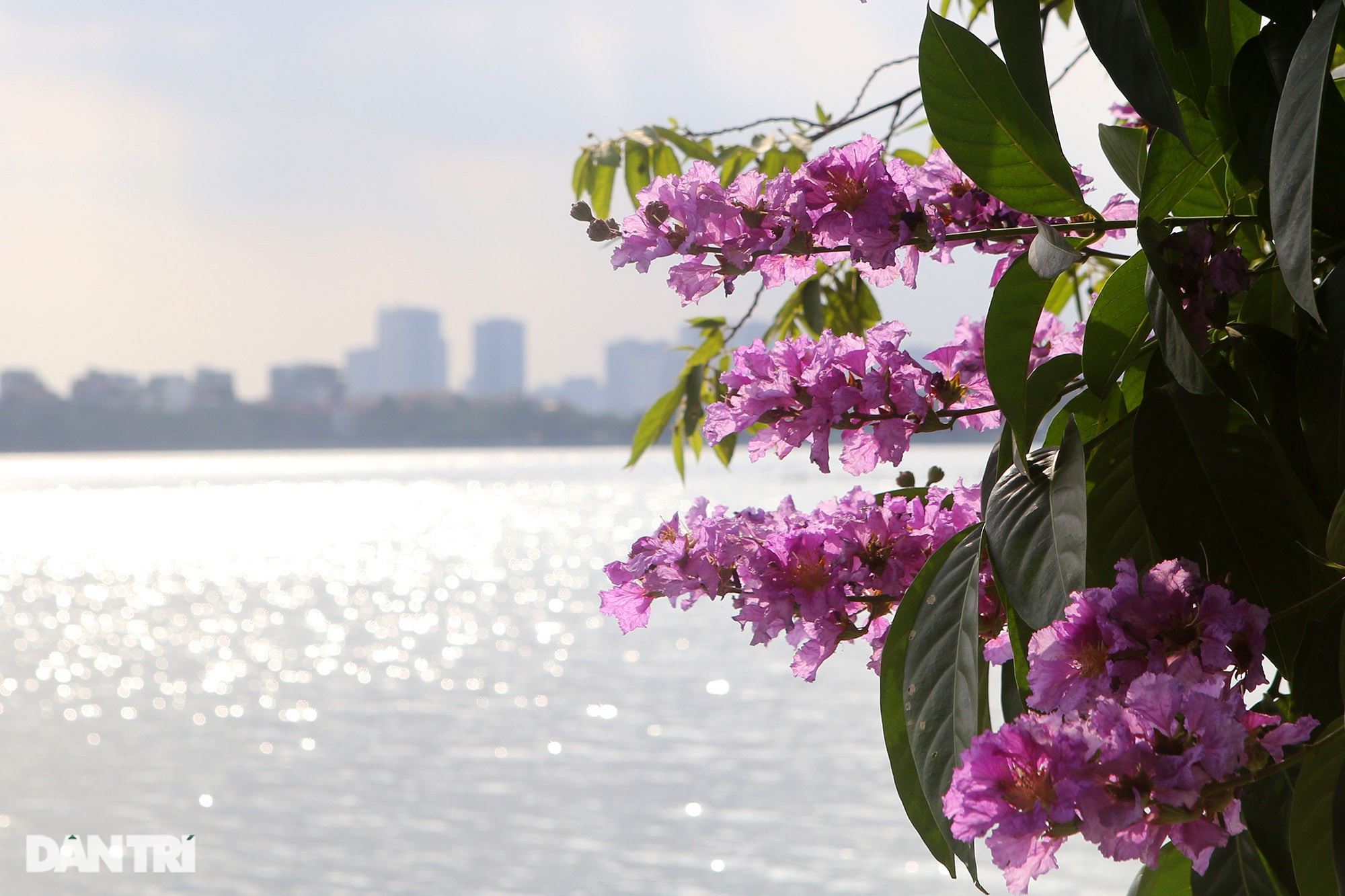 Hoa bằng lăng phủ tím nhiều con đường Hà Nội - 6